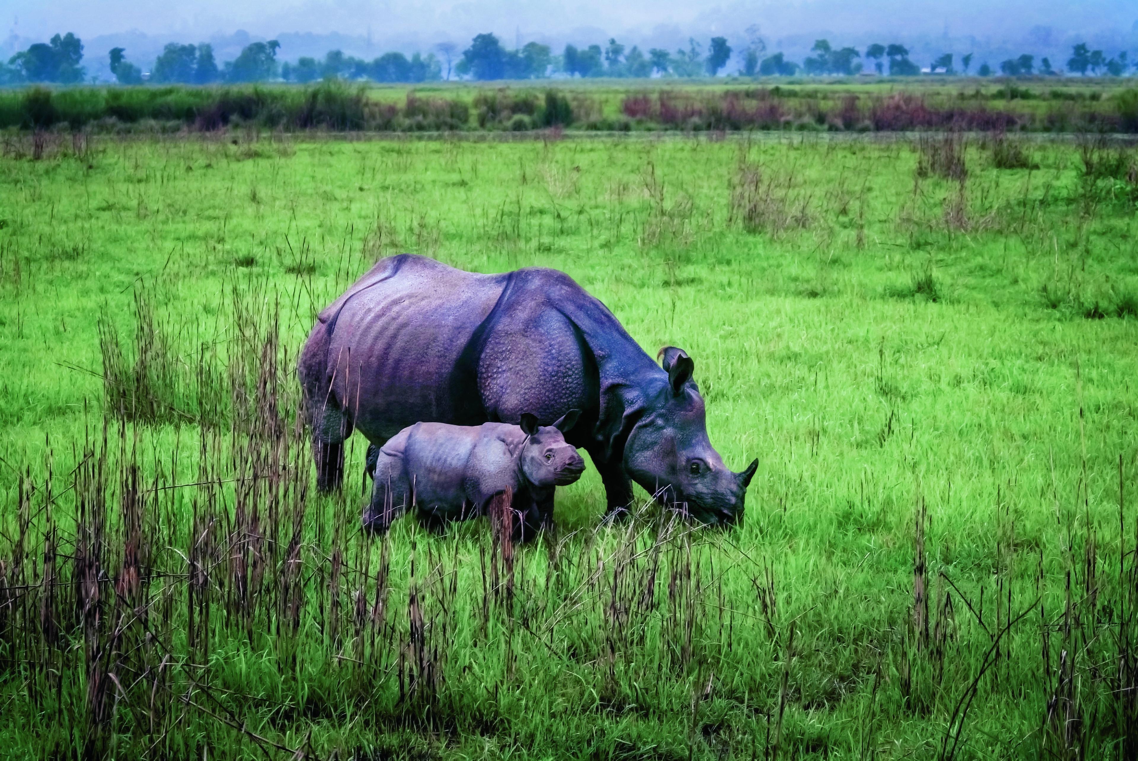 Indische neushoorns
