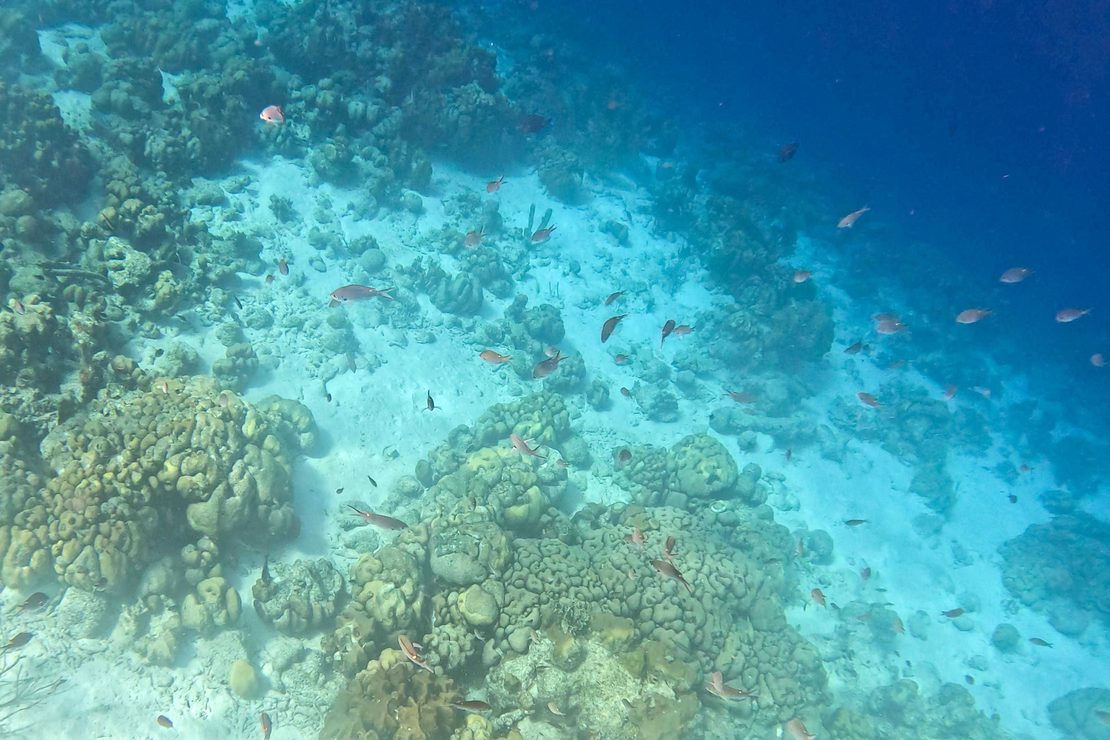 Koraal op Bonaire
