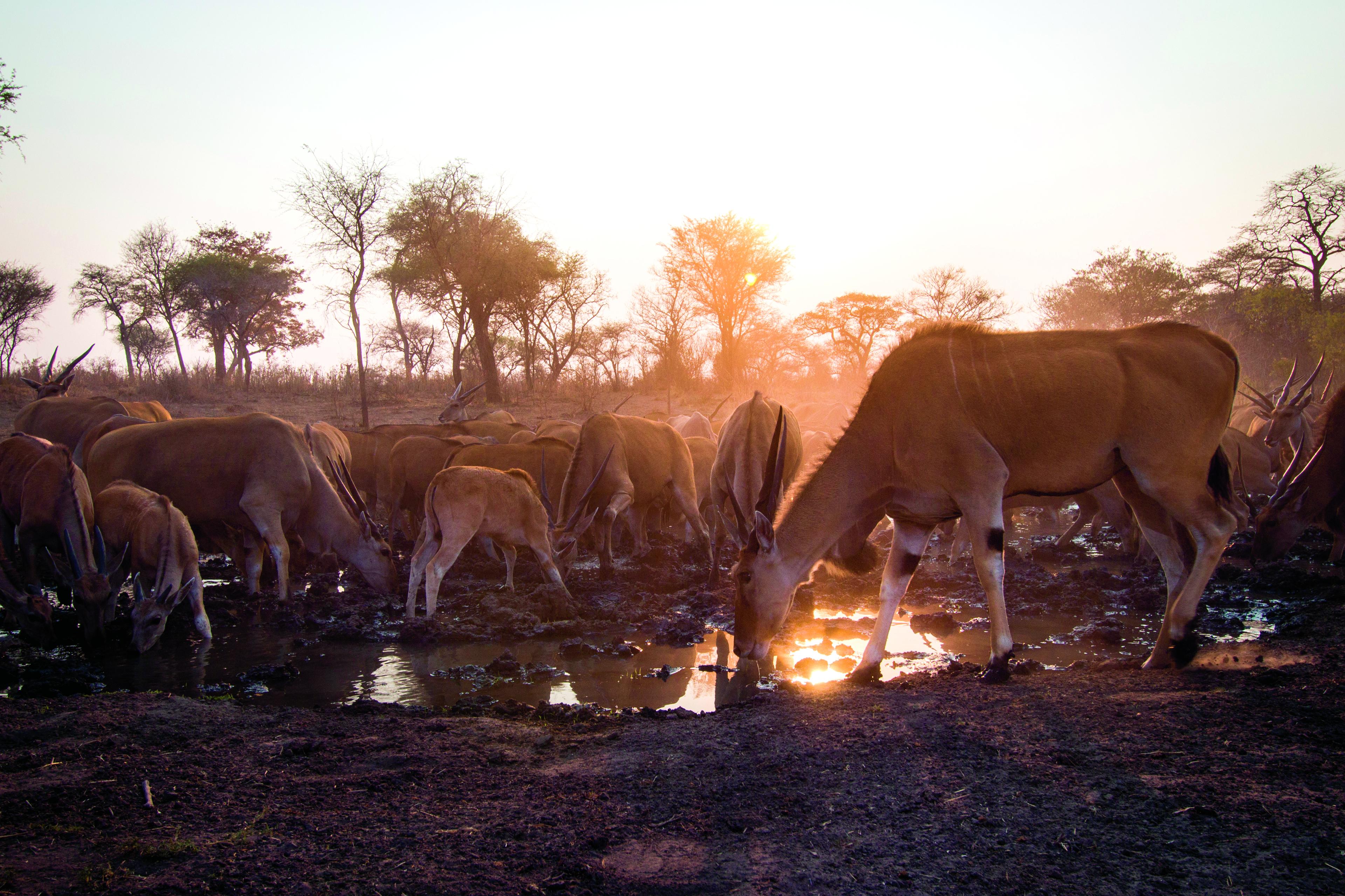 Elandantilopes bij water, cameraval