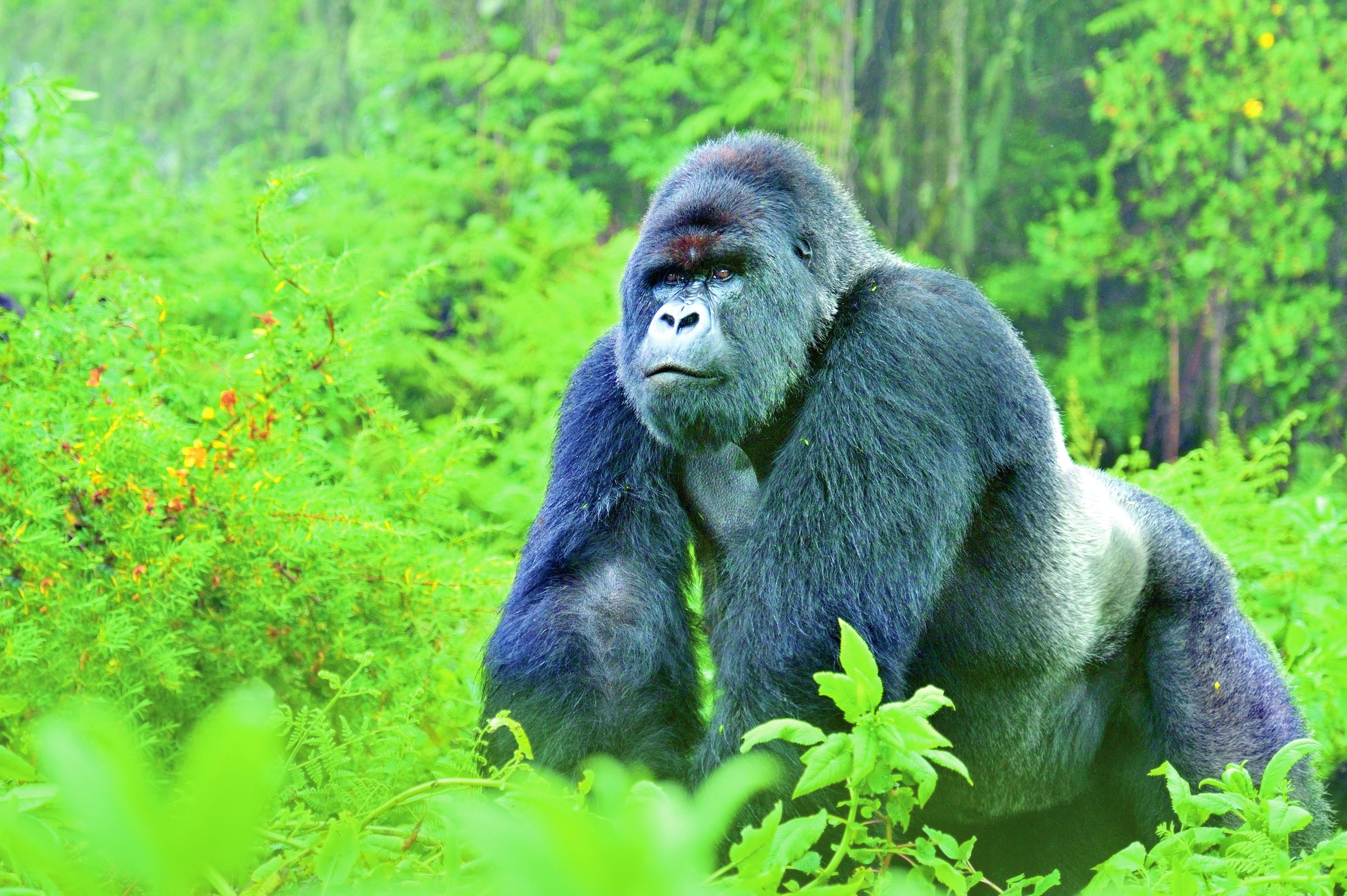 Berggorilla, Rwanda