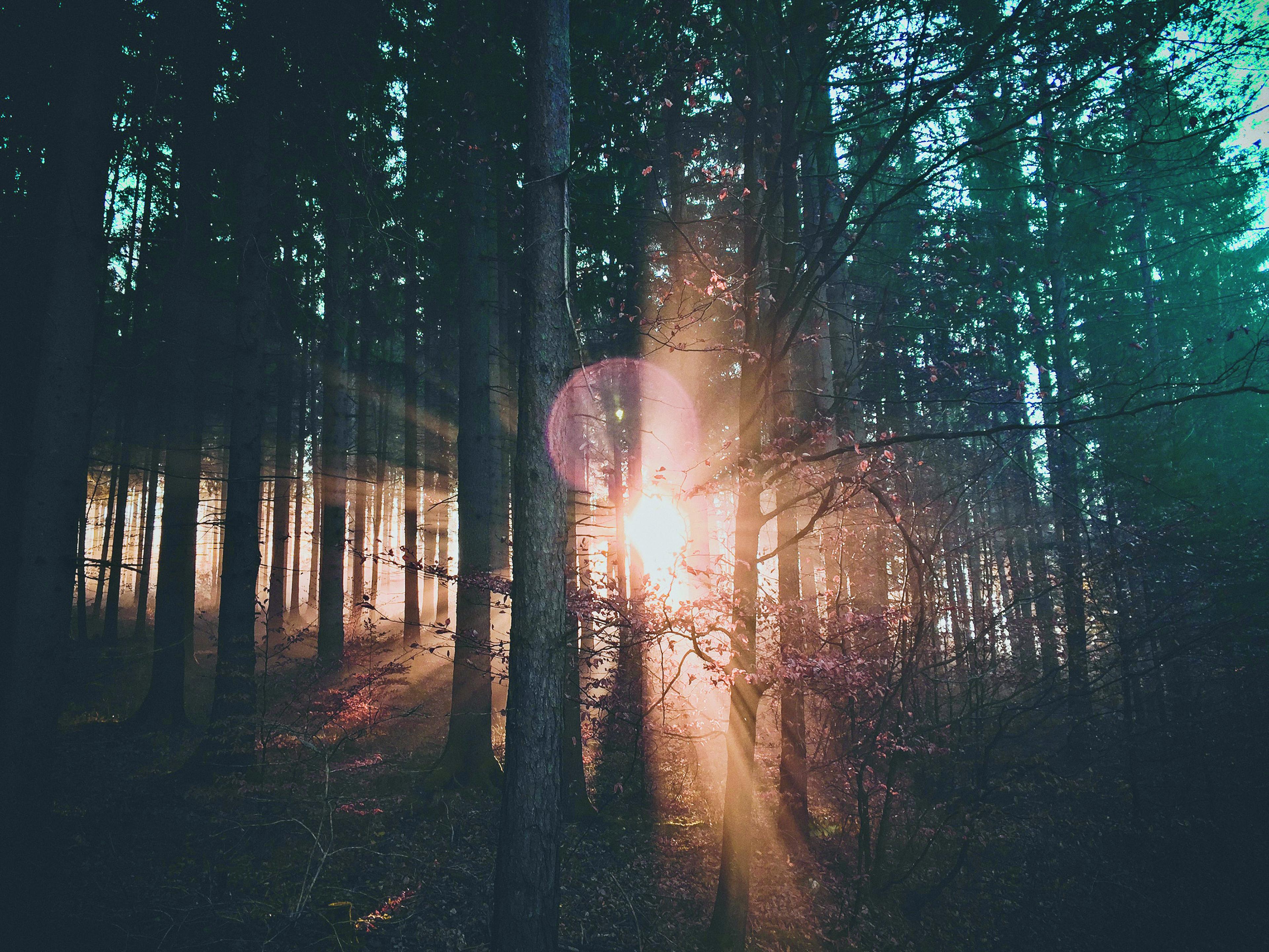 Zon door de bomen