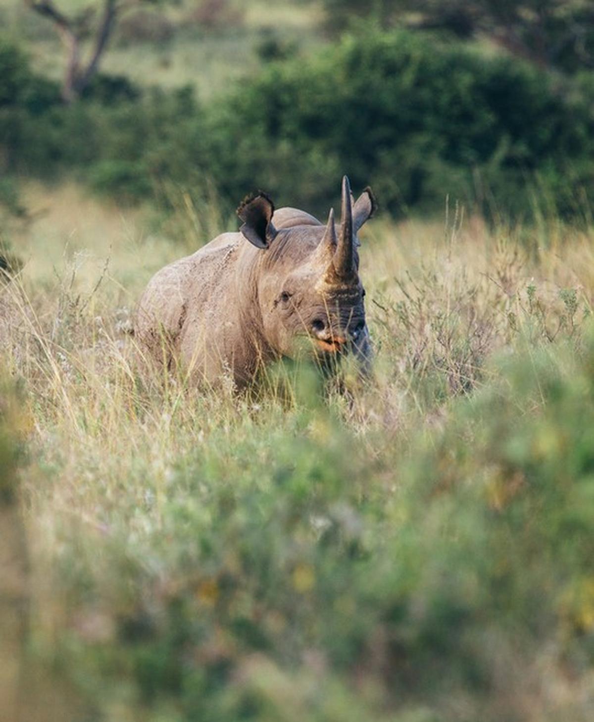 Neushoorn in het gras