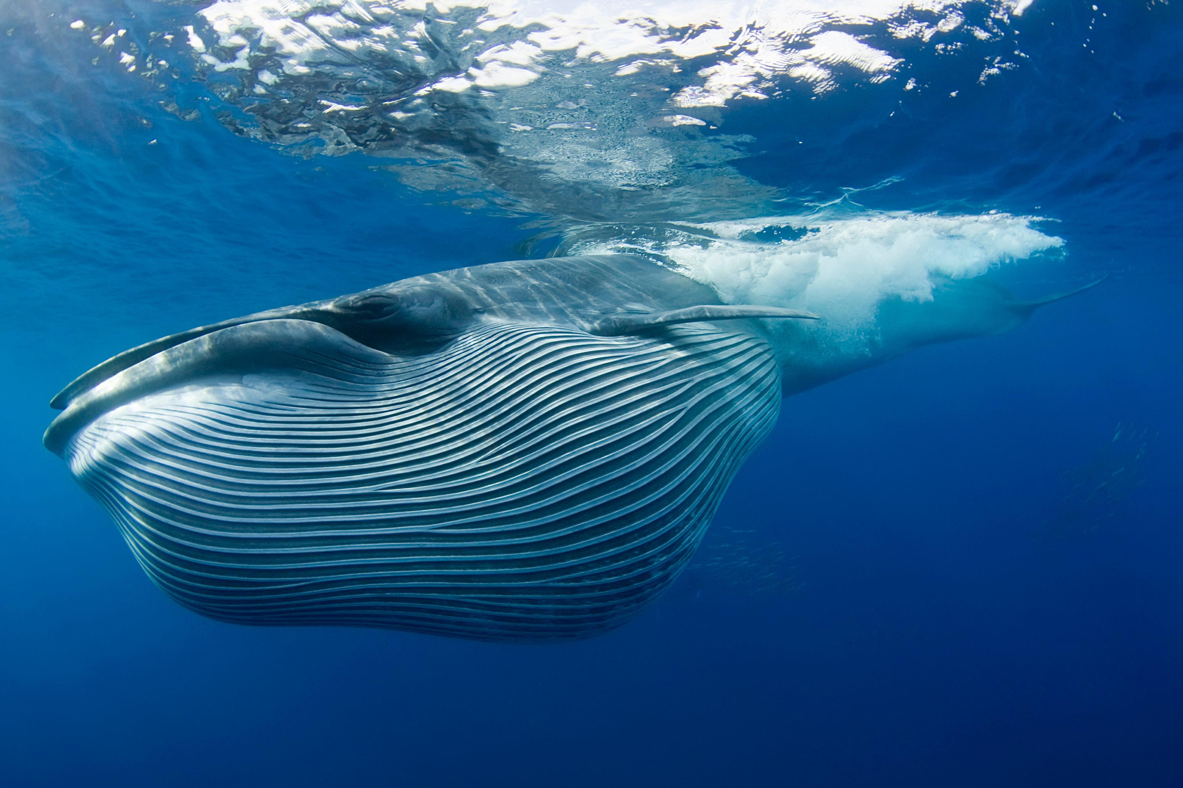 Walvis duikt