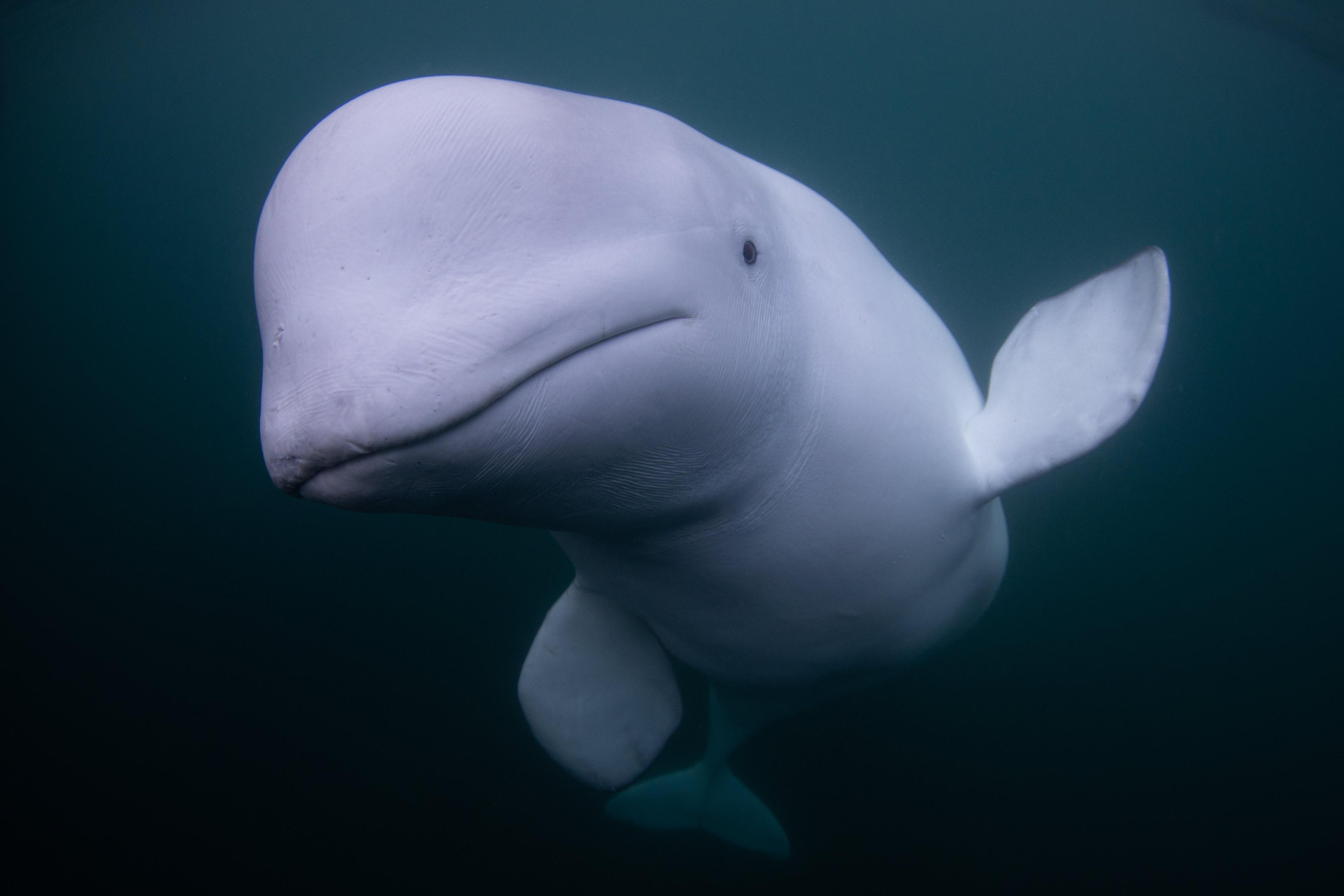 Beluga close-up