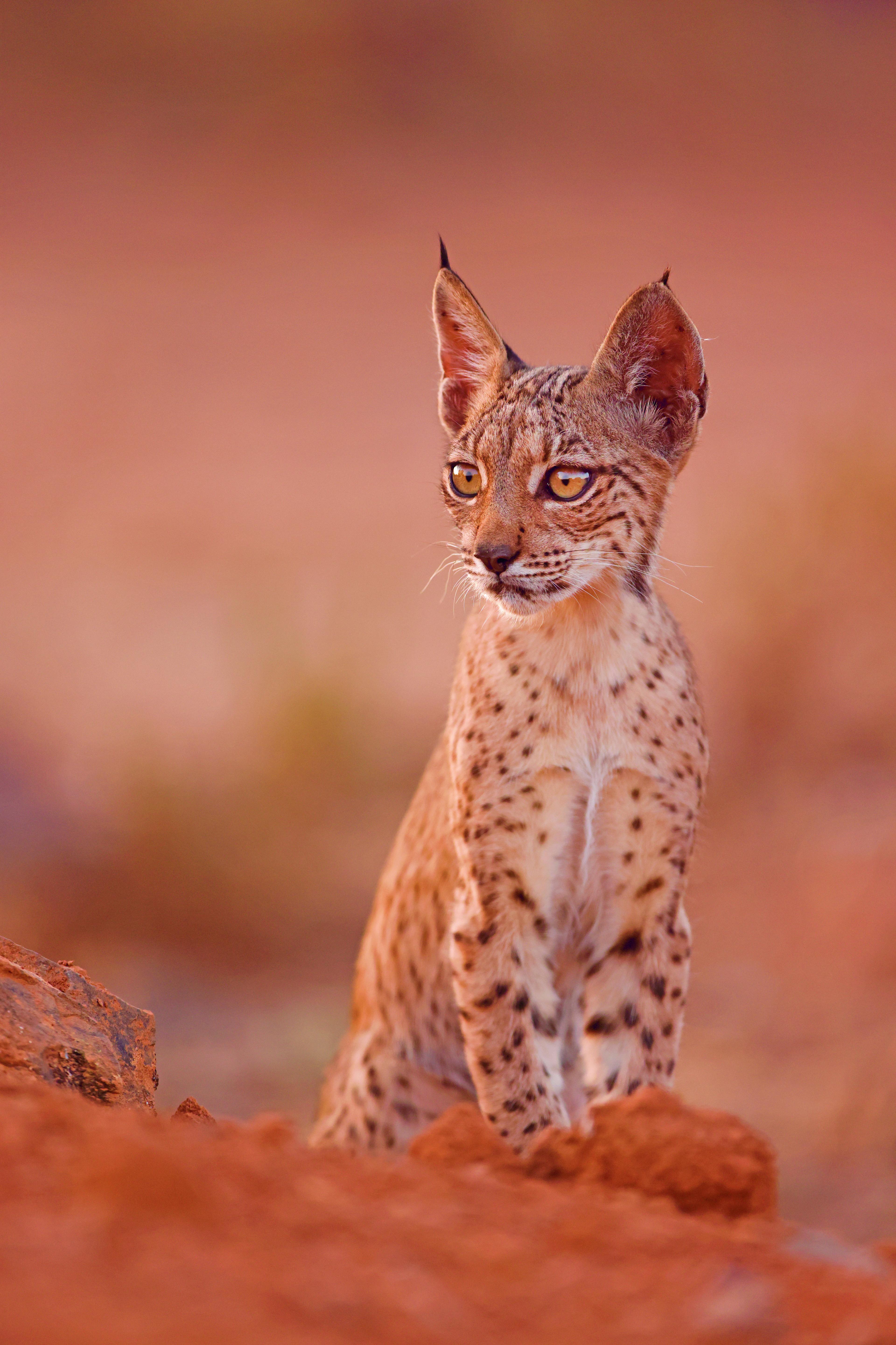 Iberische lynx zit