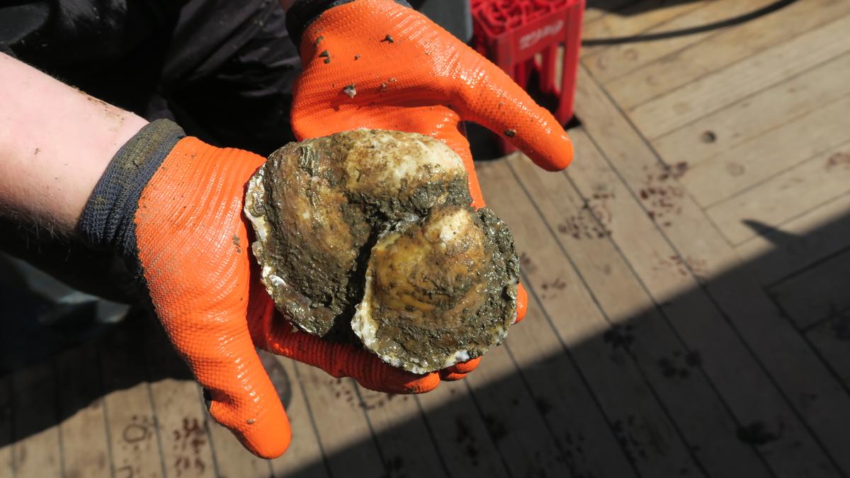 Baby-oester 2019