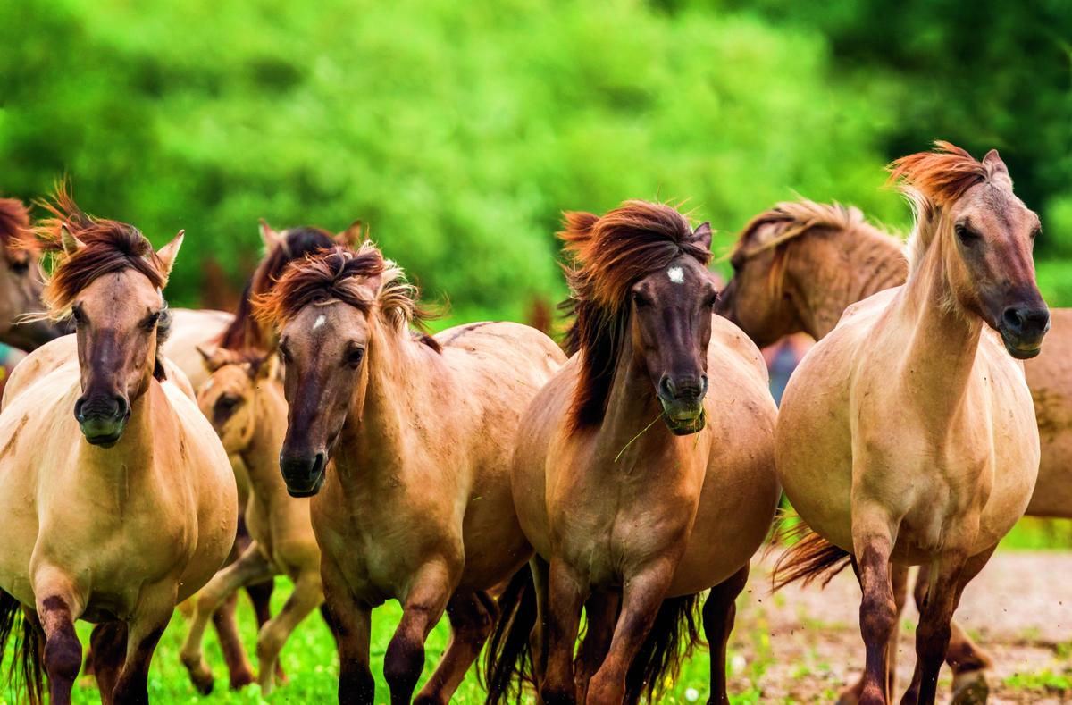 Konikpaarden rennen