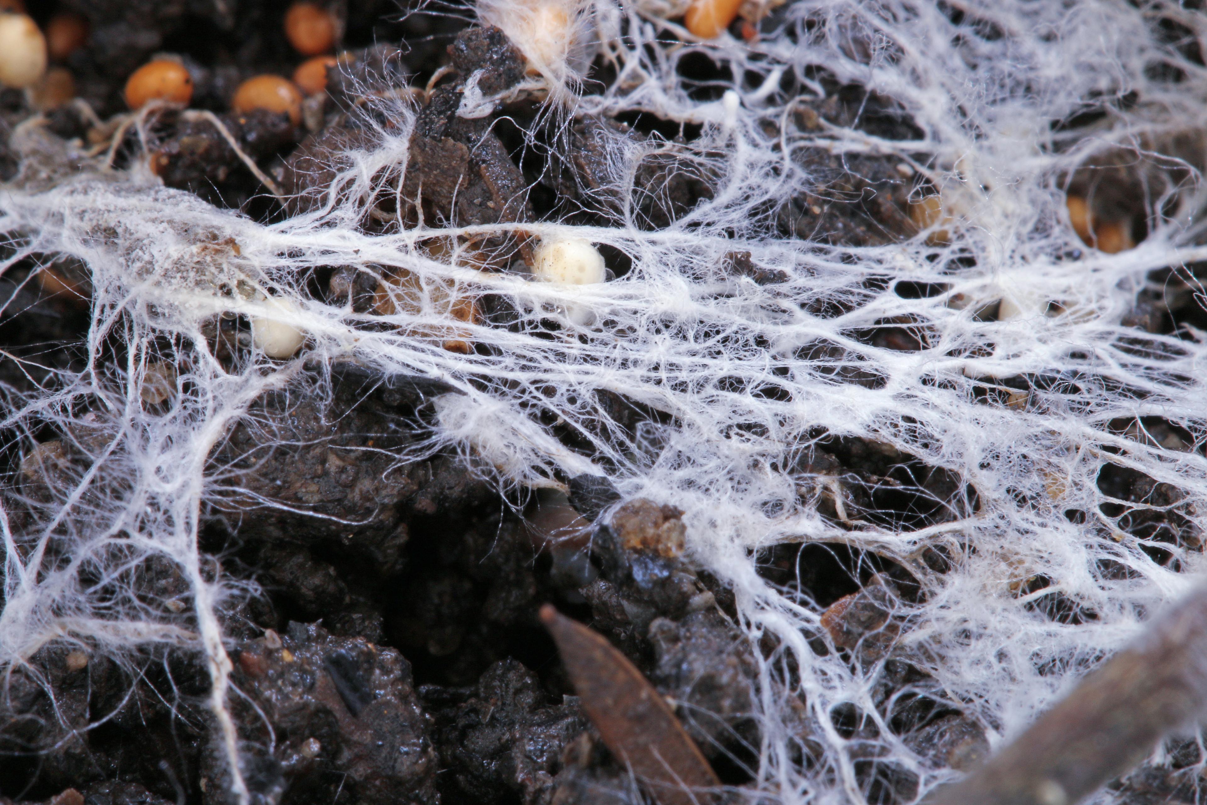 Het mysterie van de mycorrhiza's