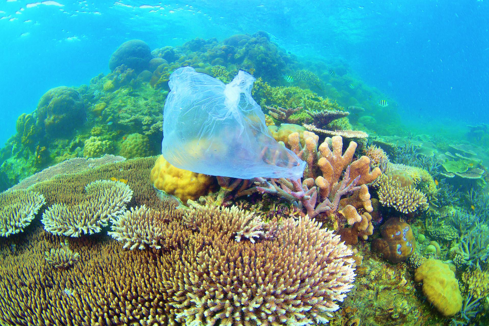 Plastic zak op een koraalrif