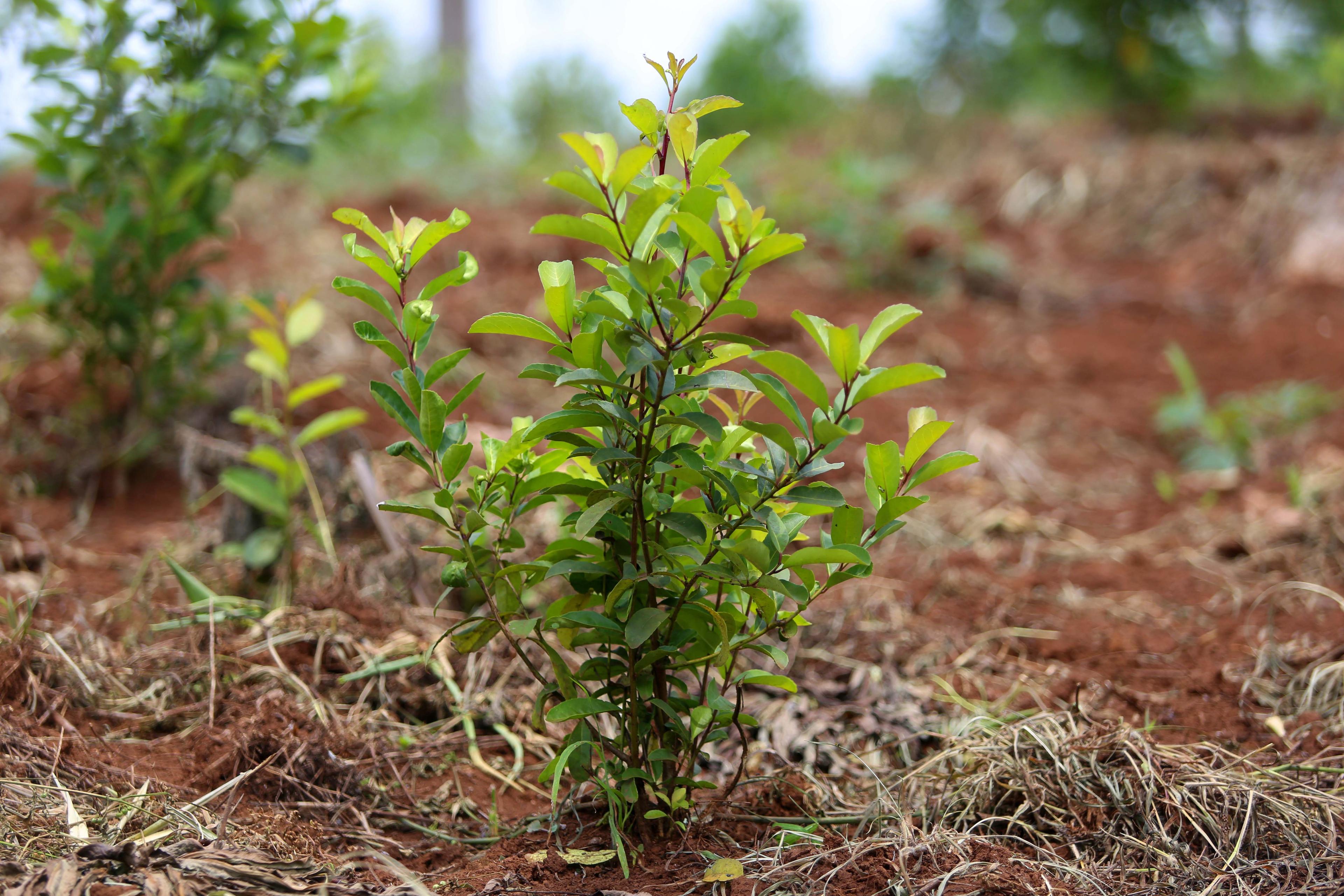 Plantje in de grond op akker, Atlantisch Regenwoud