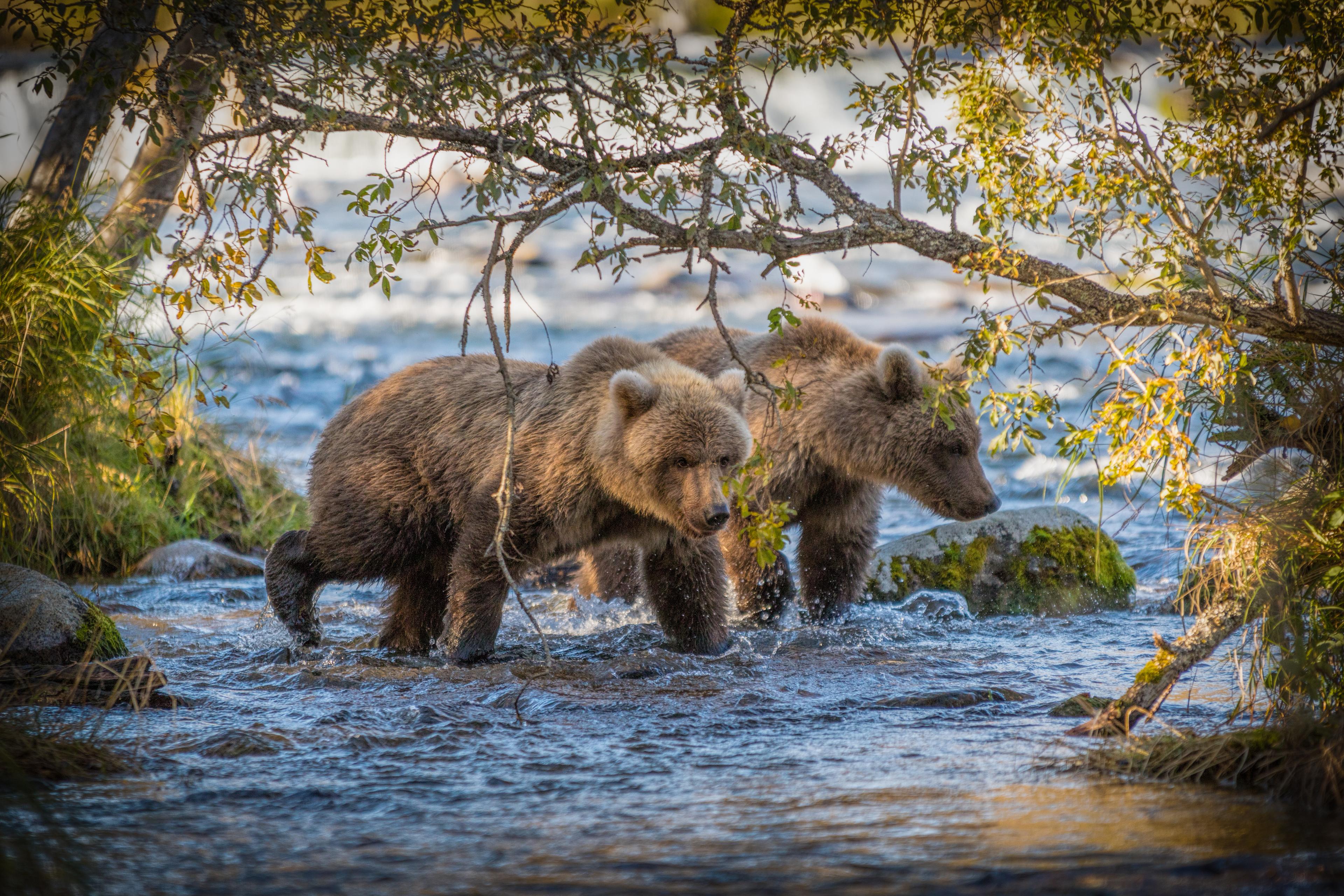 Bruine beer met jong lopen door het water, Amerika