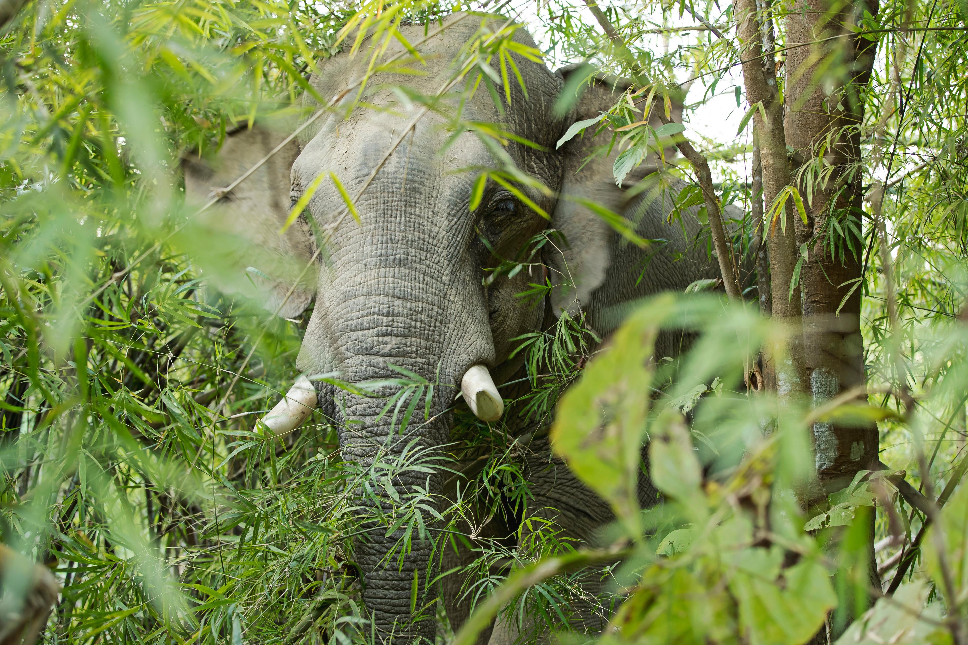 Aziatische olifant in de jungle