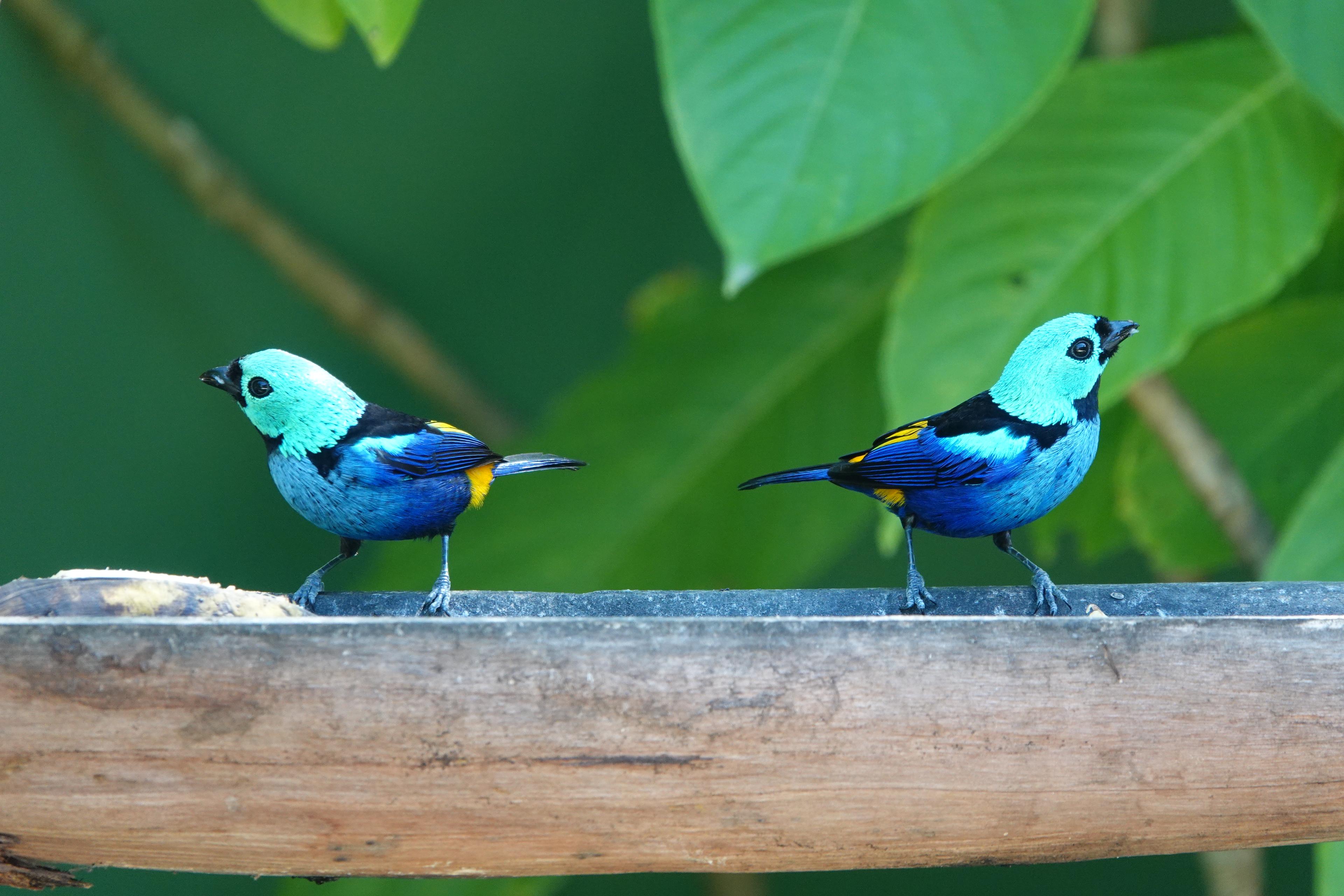 Vogels, Atlantisch Regenwoud