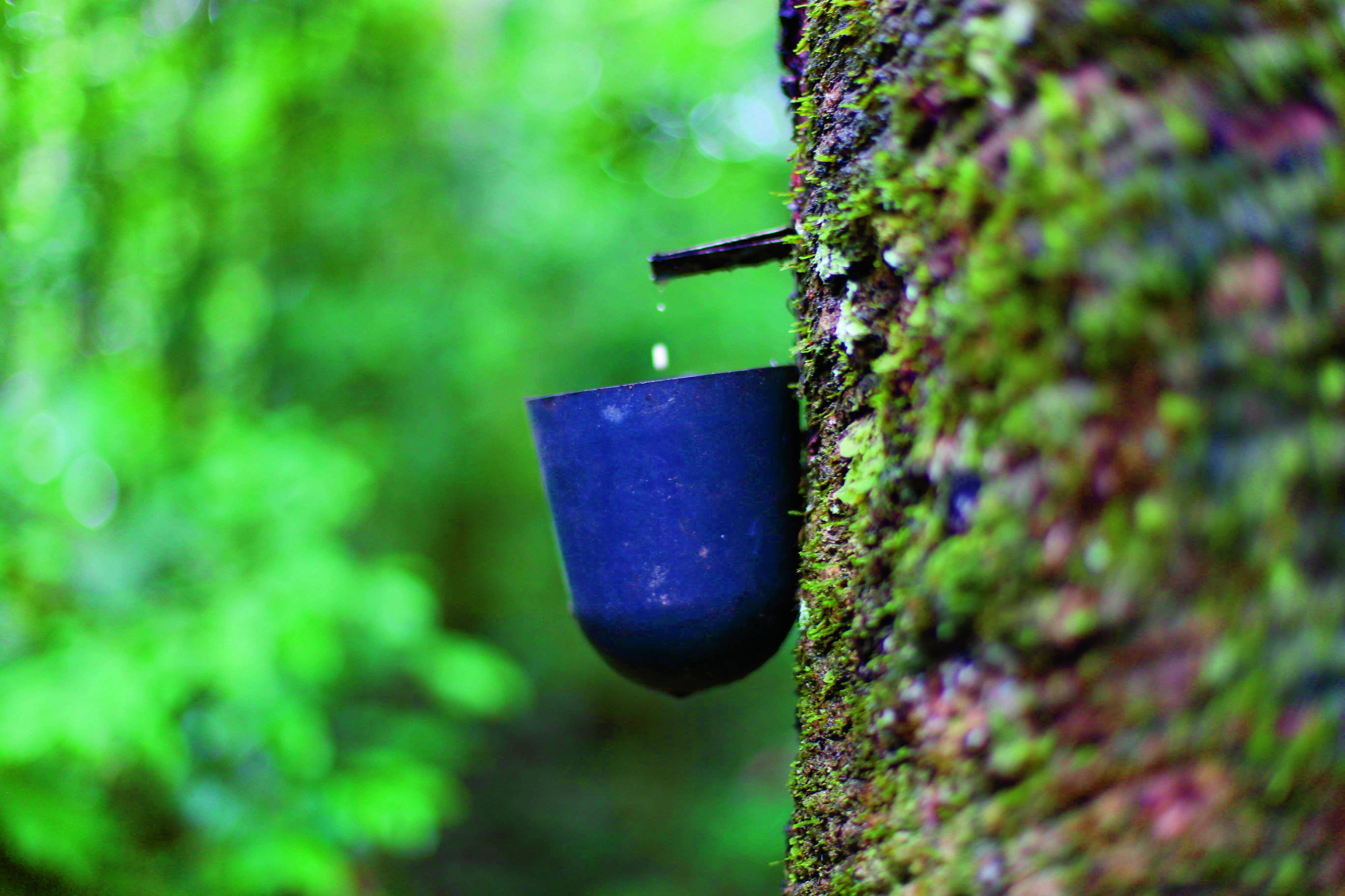 Rubberboom tap, Rogério Mendes