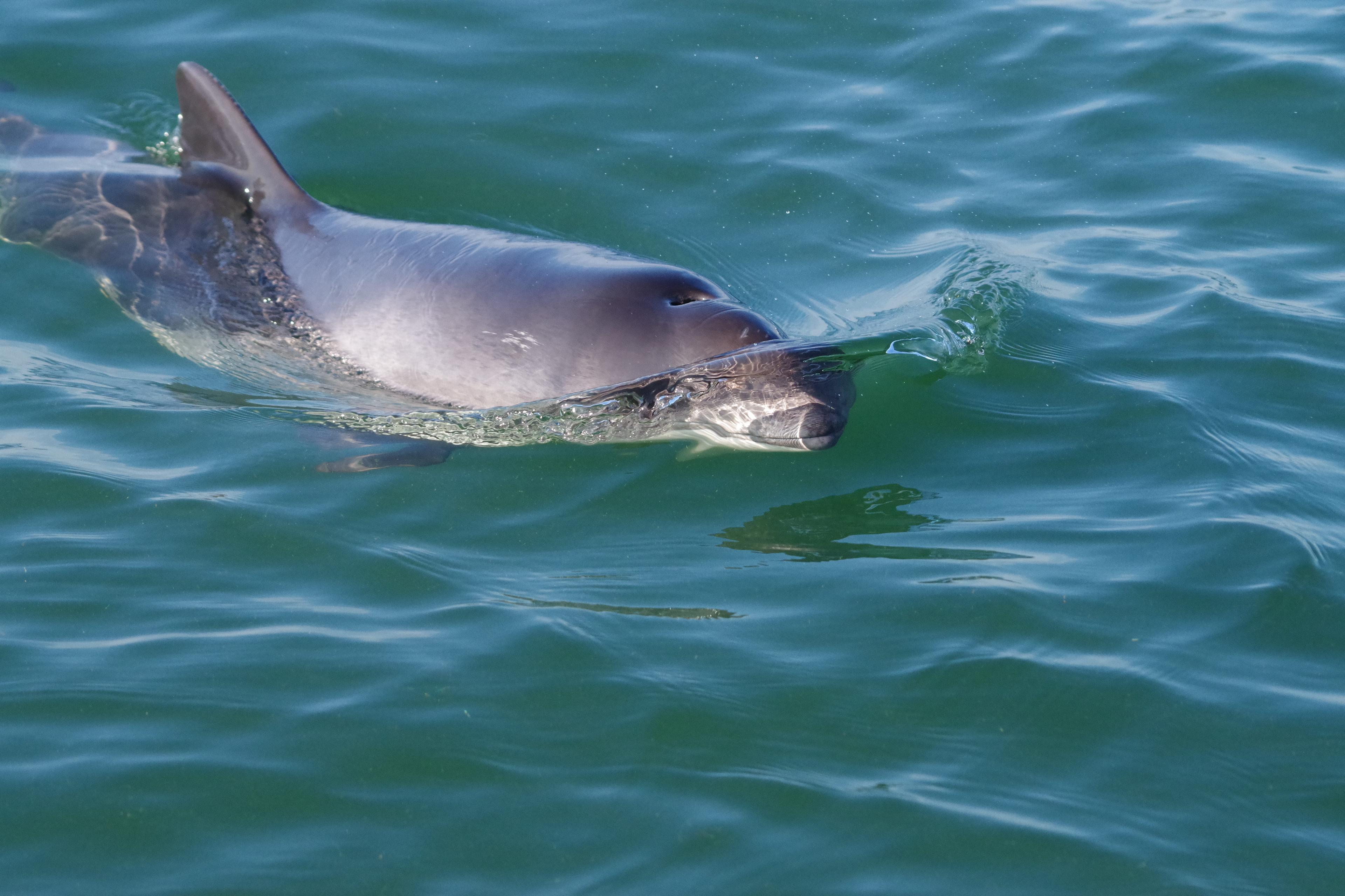 Bruinvis komt boven het water uit, close-up