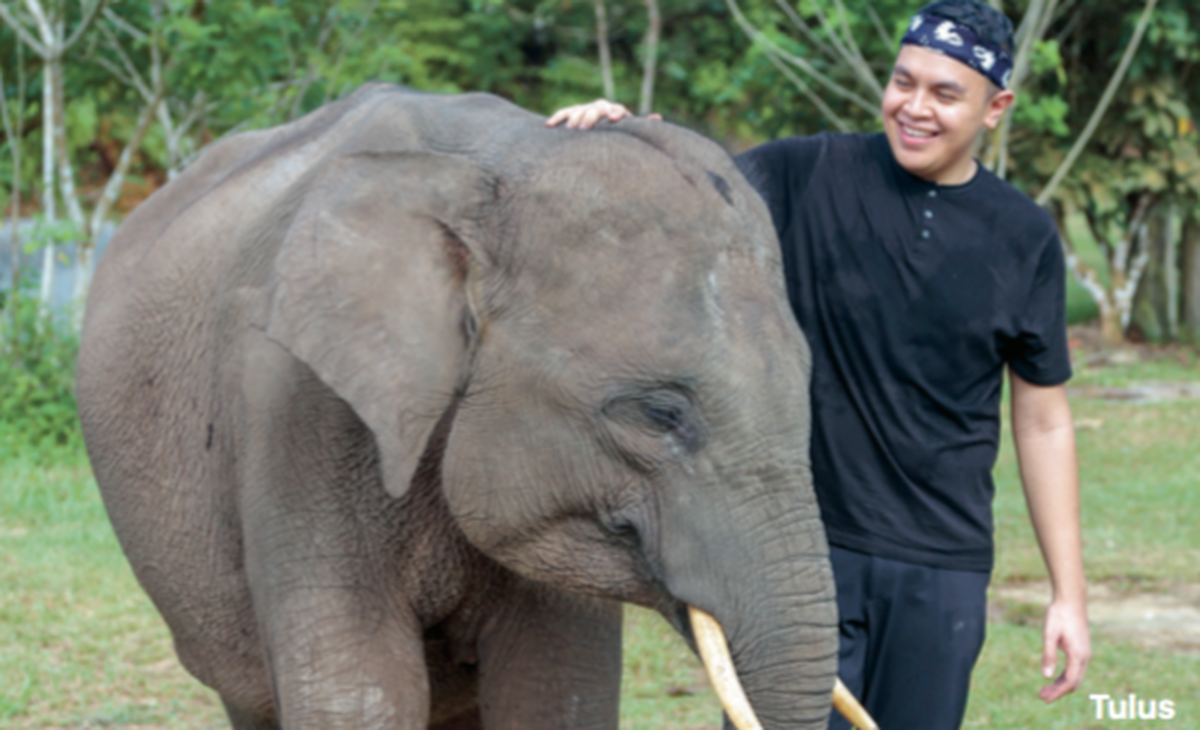 Olifanten beschermer met olifant