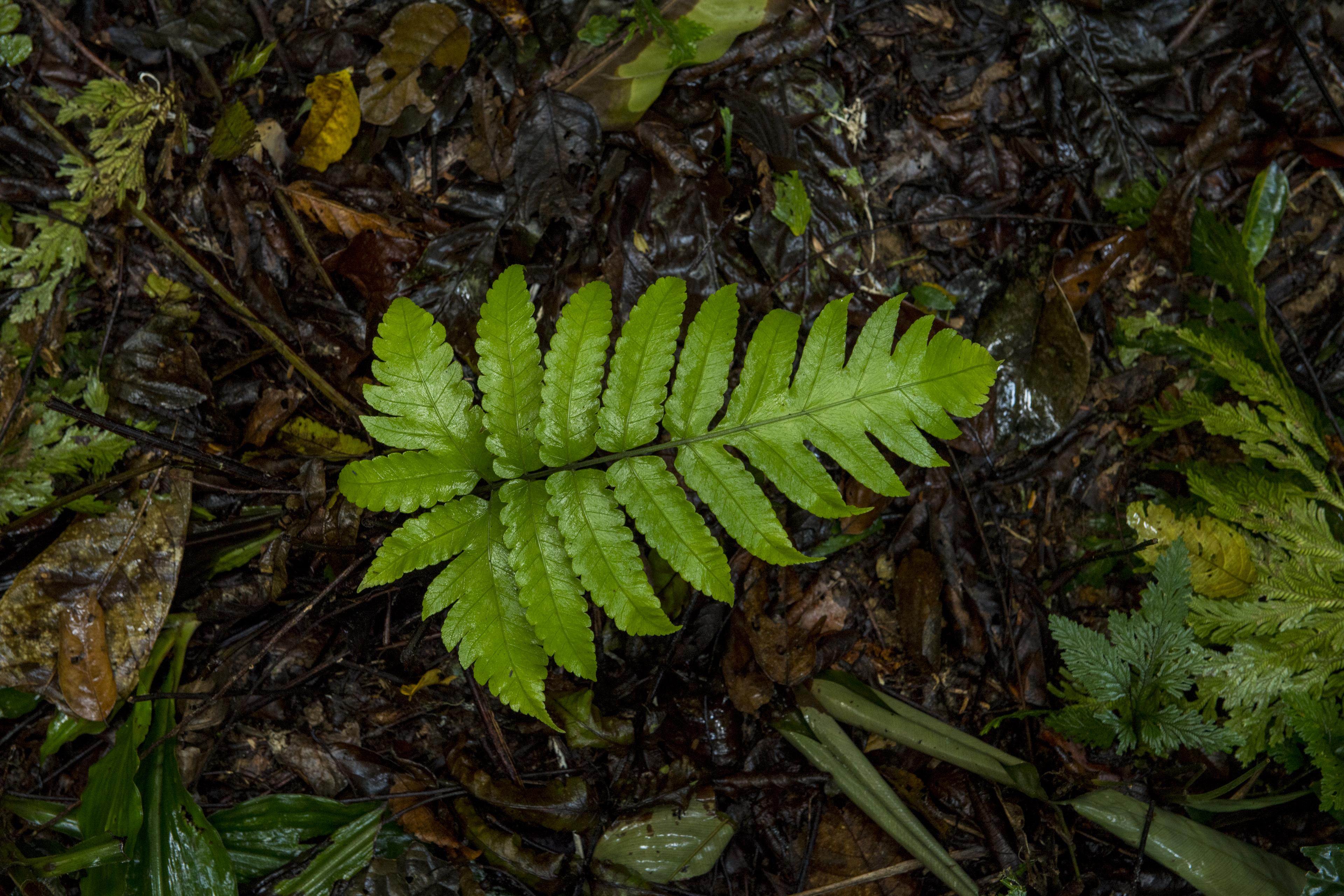 Groen blaadje op Sumatra