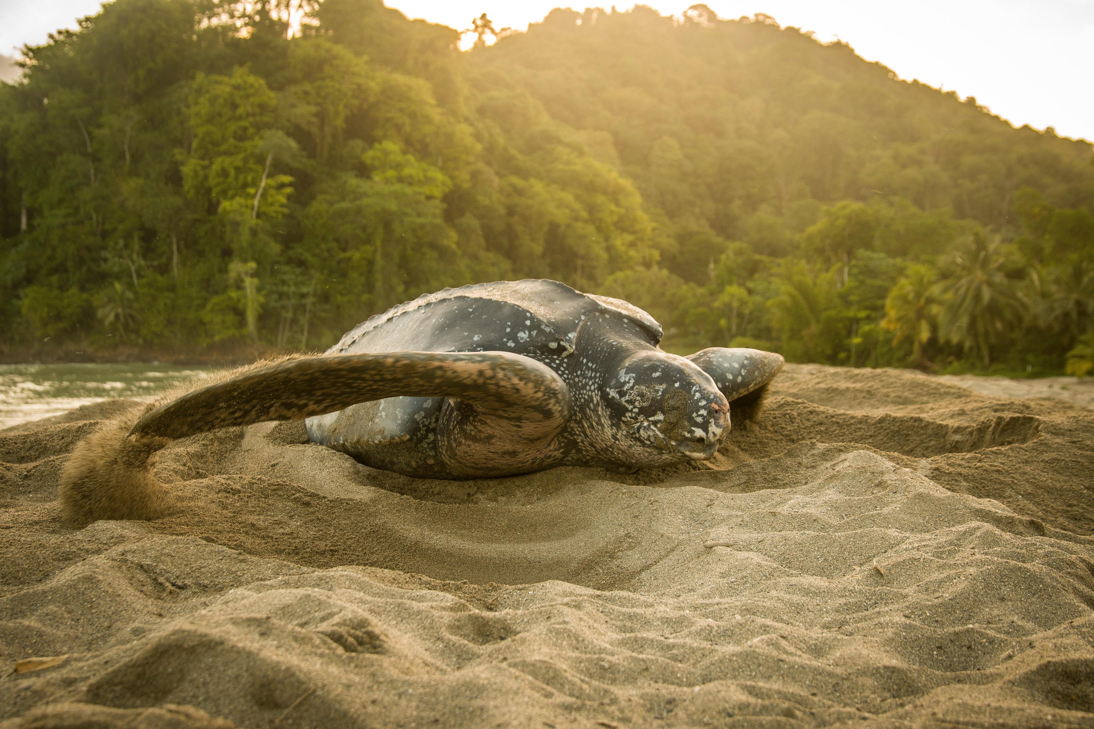 Lederschildpad op het strand