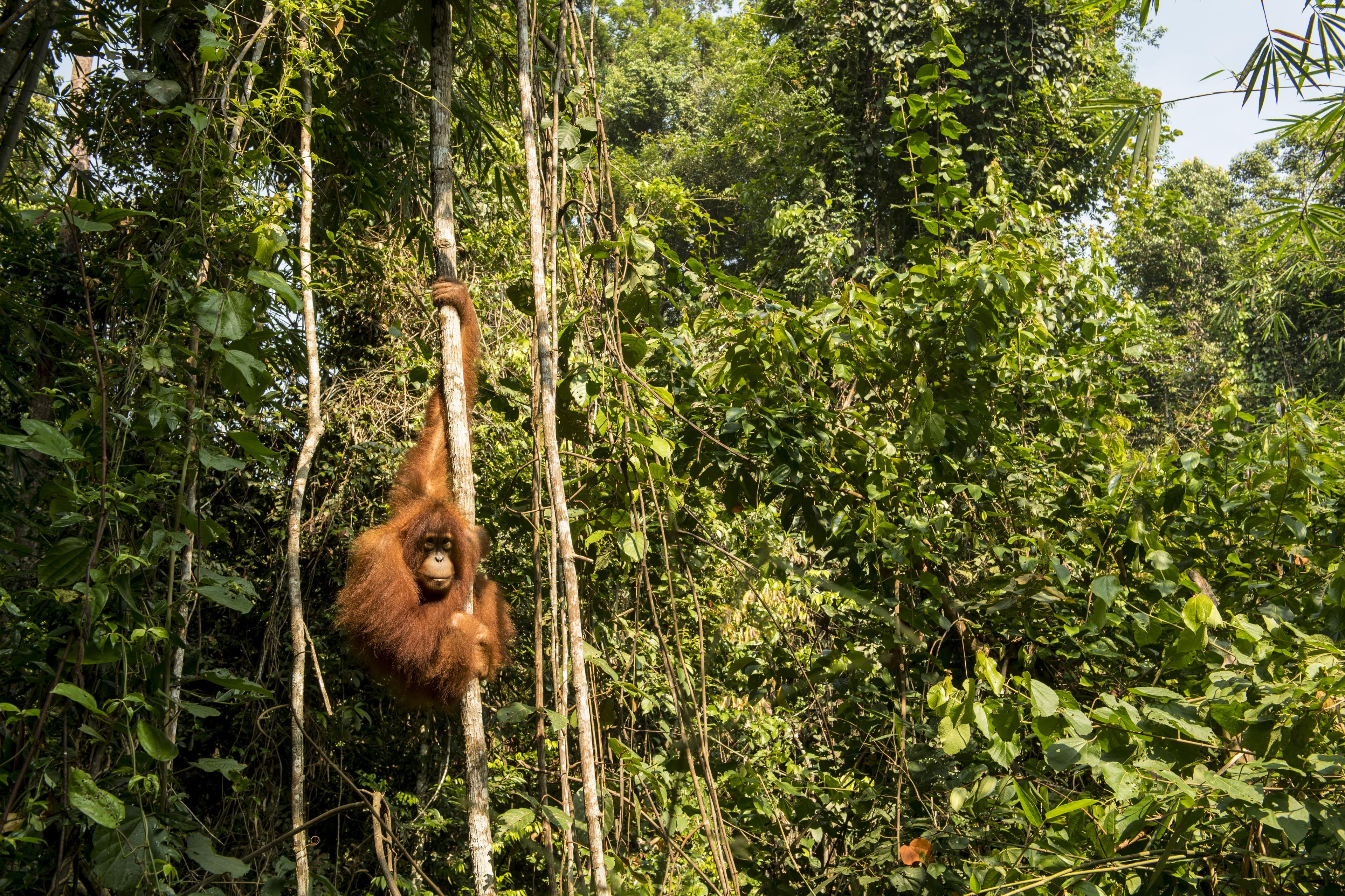 Orang-oetan hangt in een boom, Sumatra, Indonesië