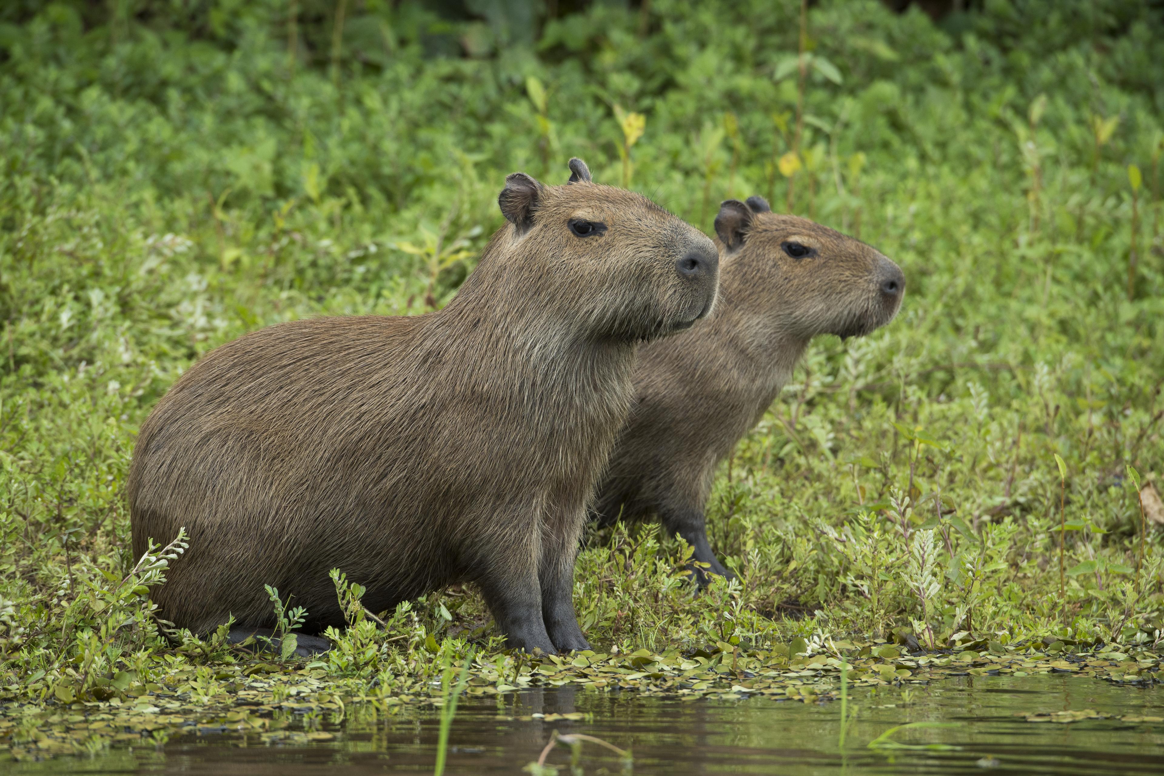 Capibara's aan de rand van het water