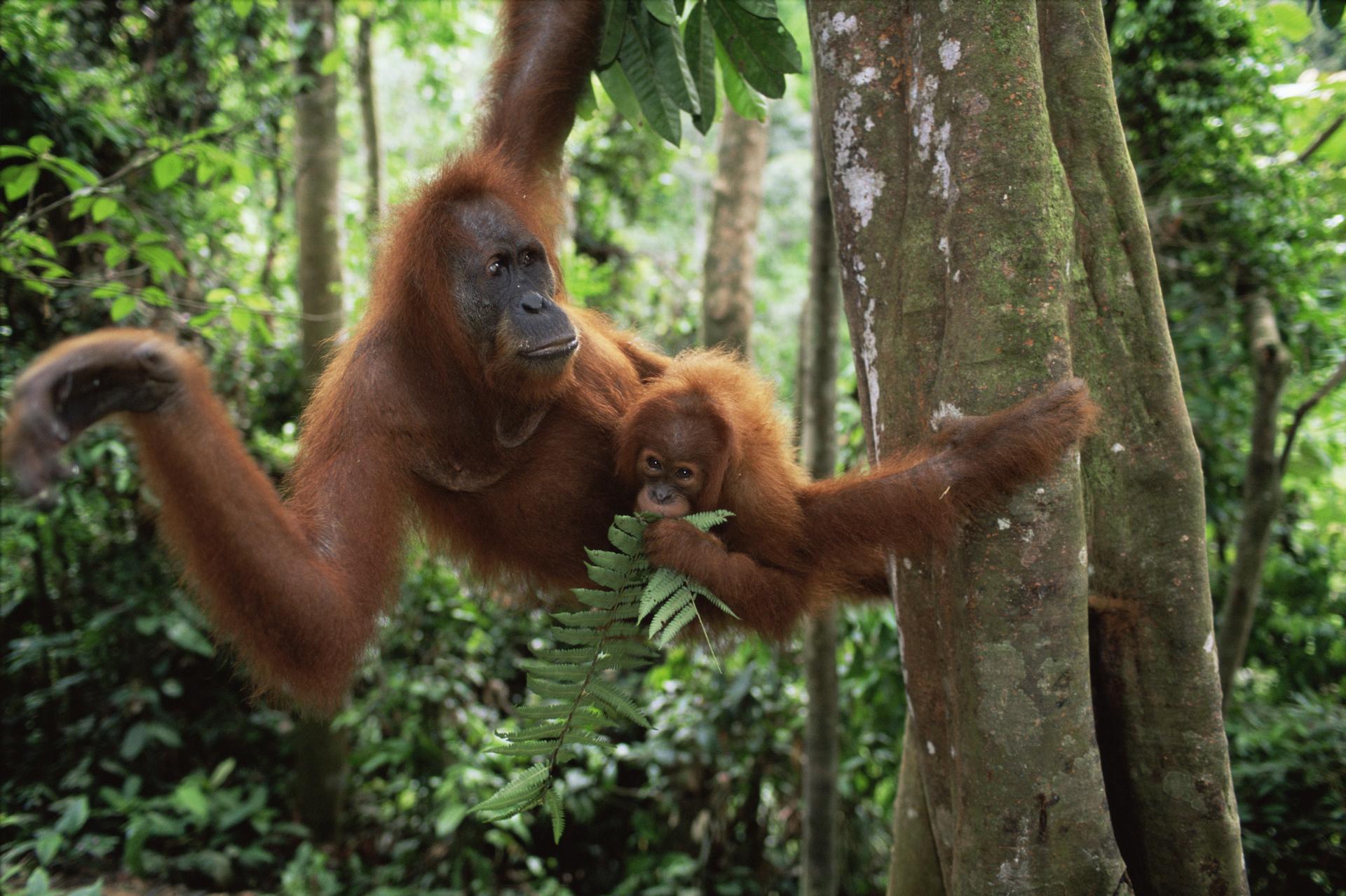 Orang-oetan hangt in boom met jong