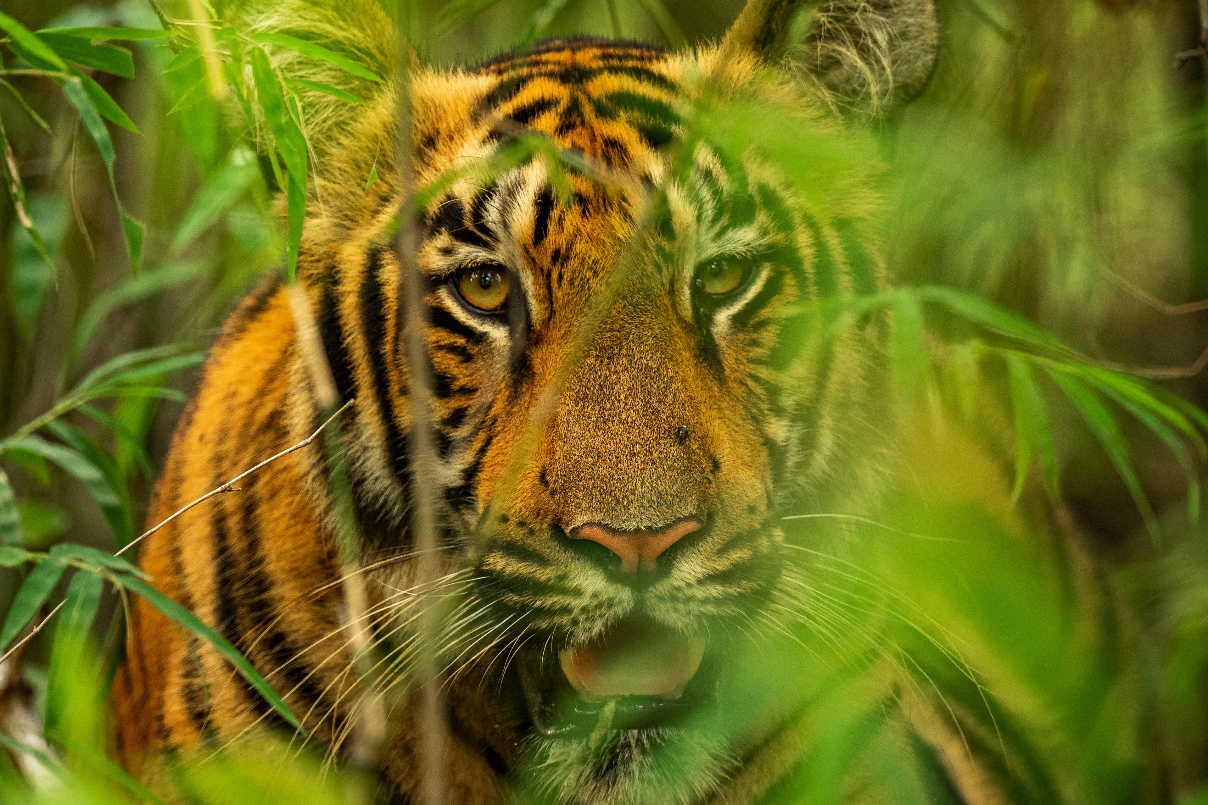 Tijger kijkt door het gras, India