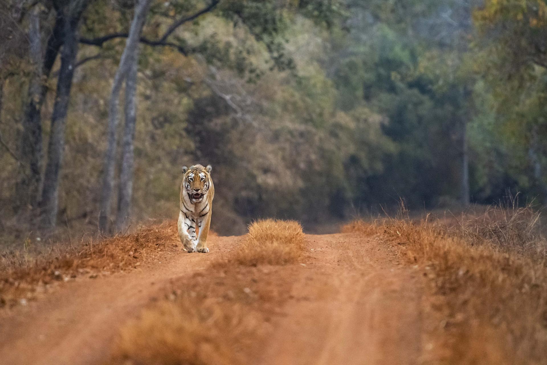 Tijger loopt over een weg, India