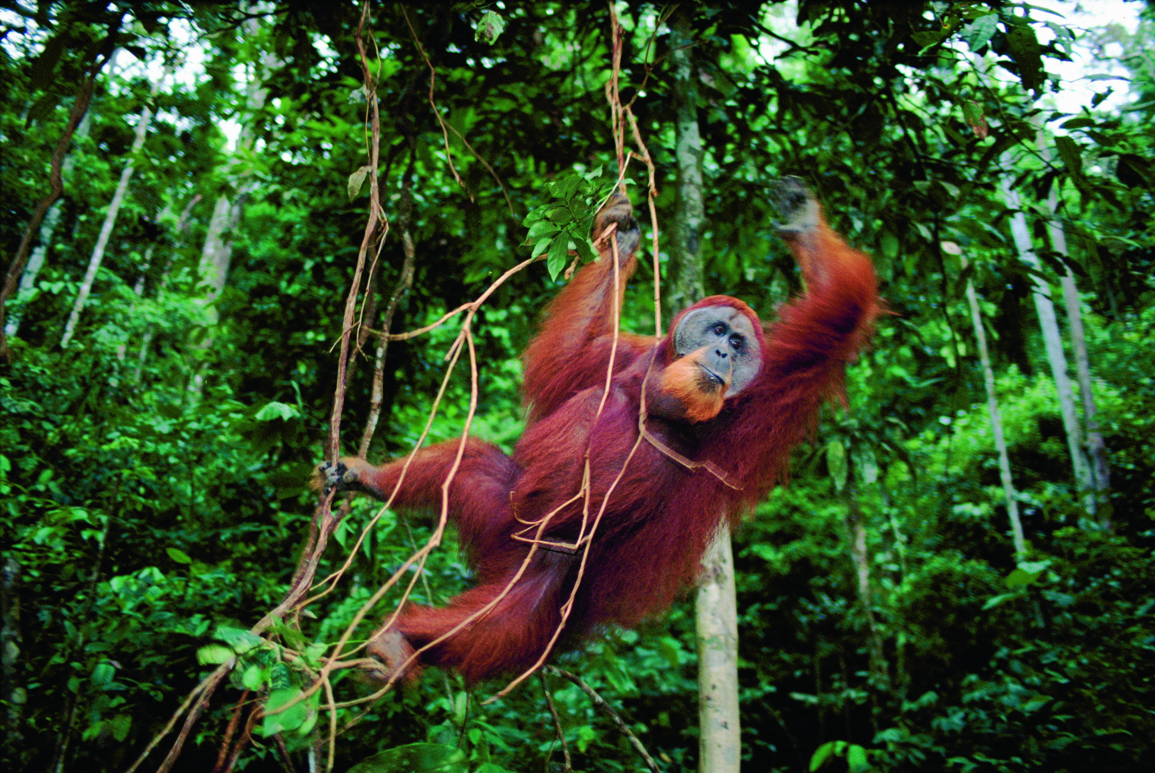 Orang-oetan slingert van tak naar tak