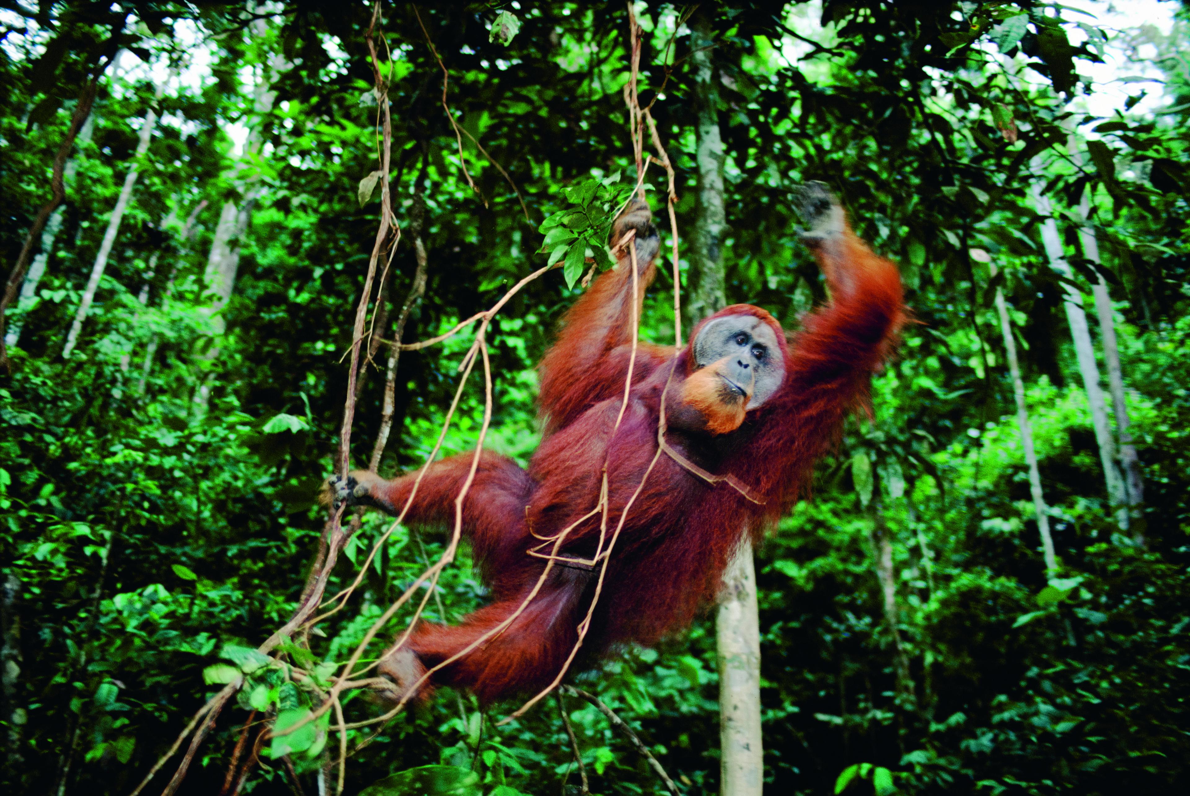 Een orang-oetan in de boom
