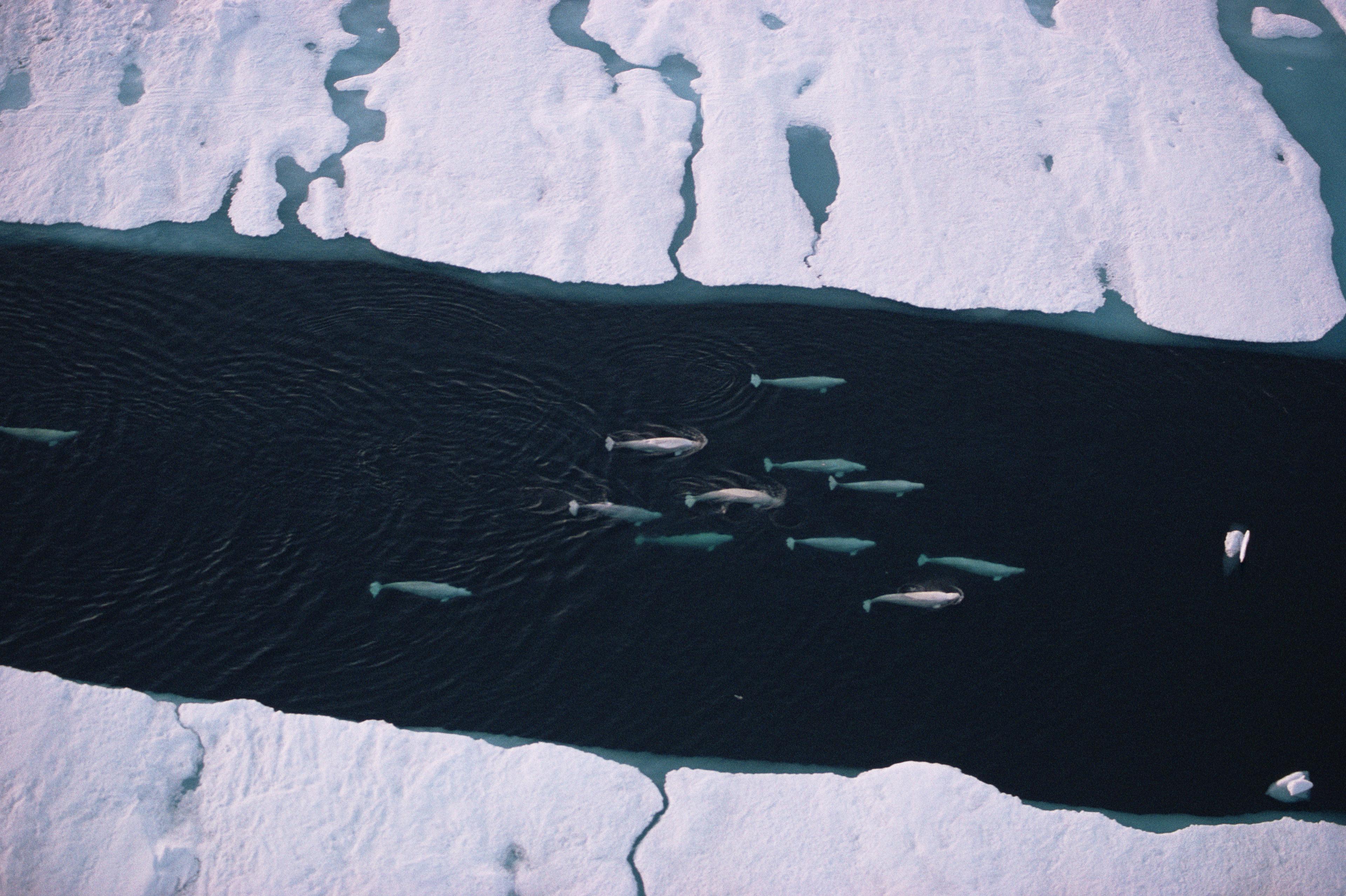 Beloega's zwemmen door het pakijs heen, Canada, foto van bovenaf