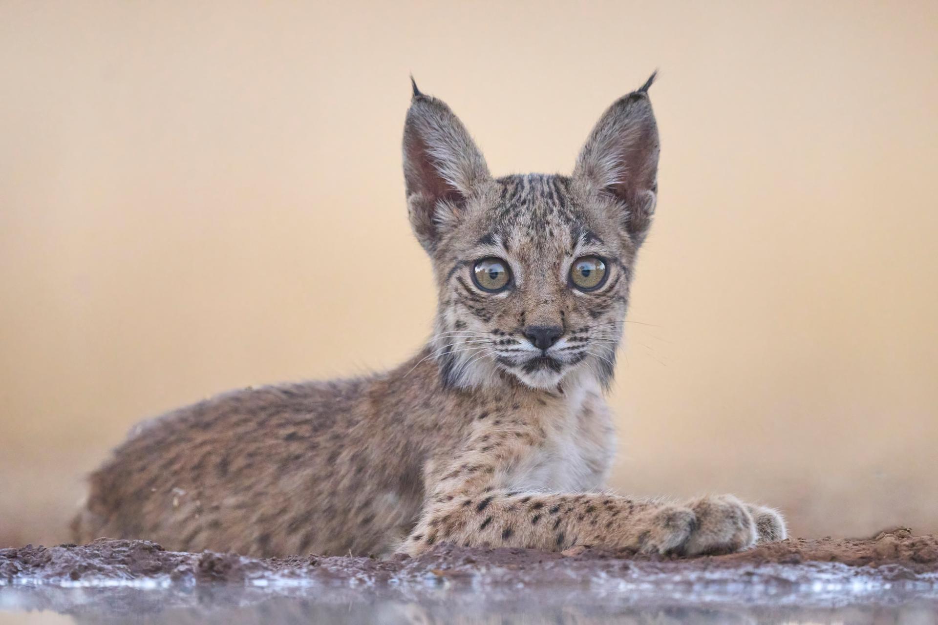 Kleine Iberische lynx