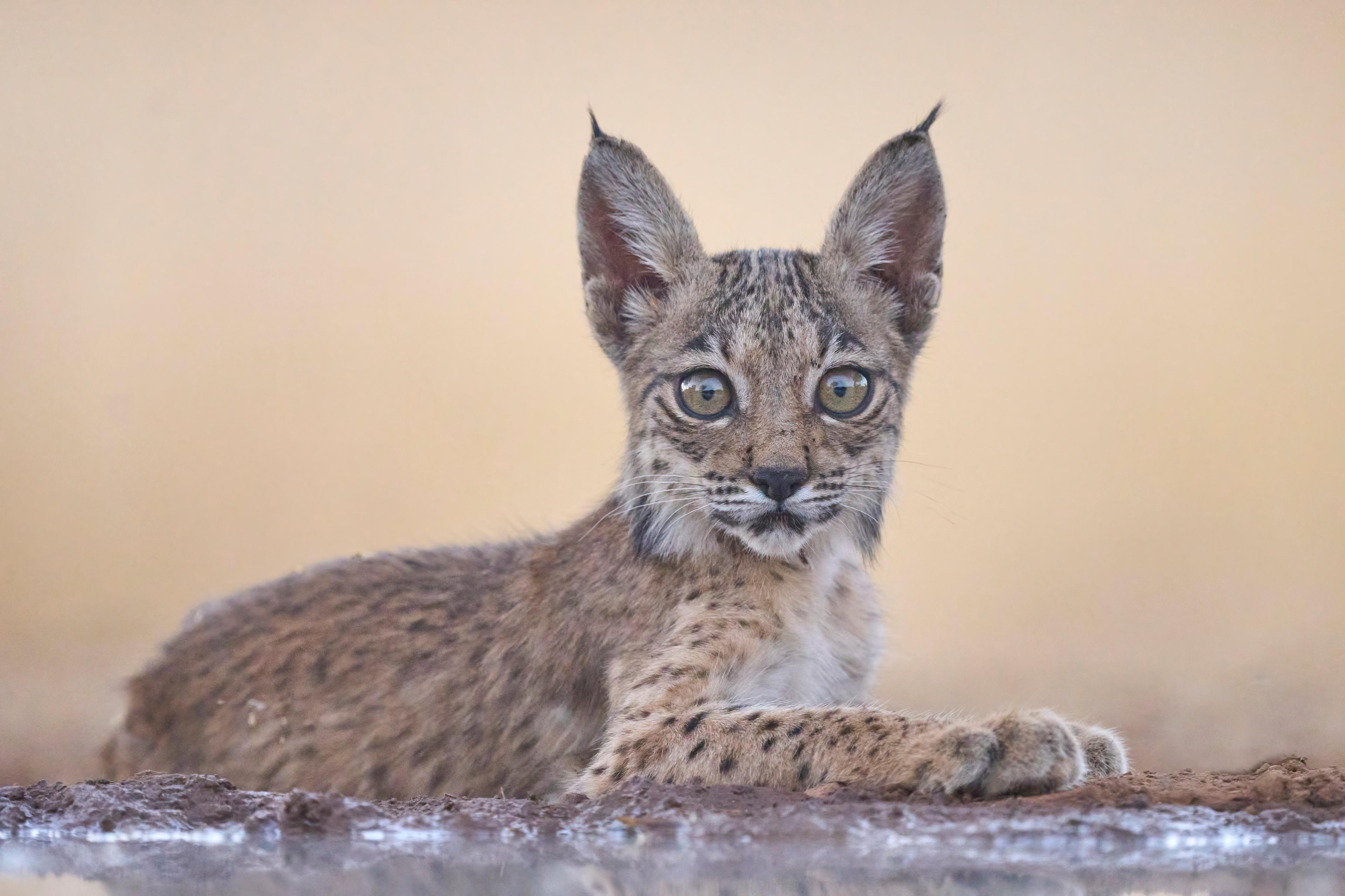 Kleine Iberische lynx