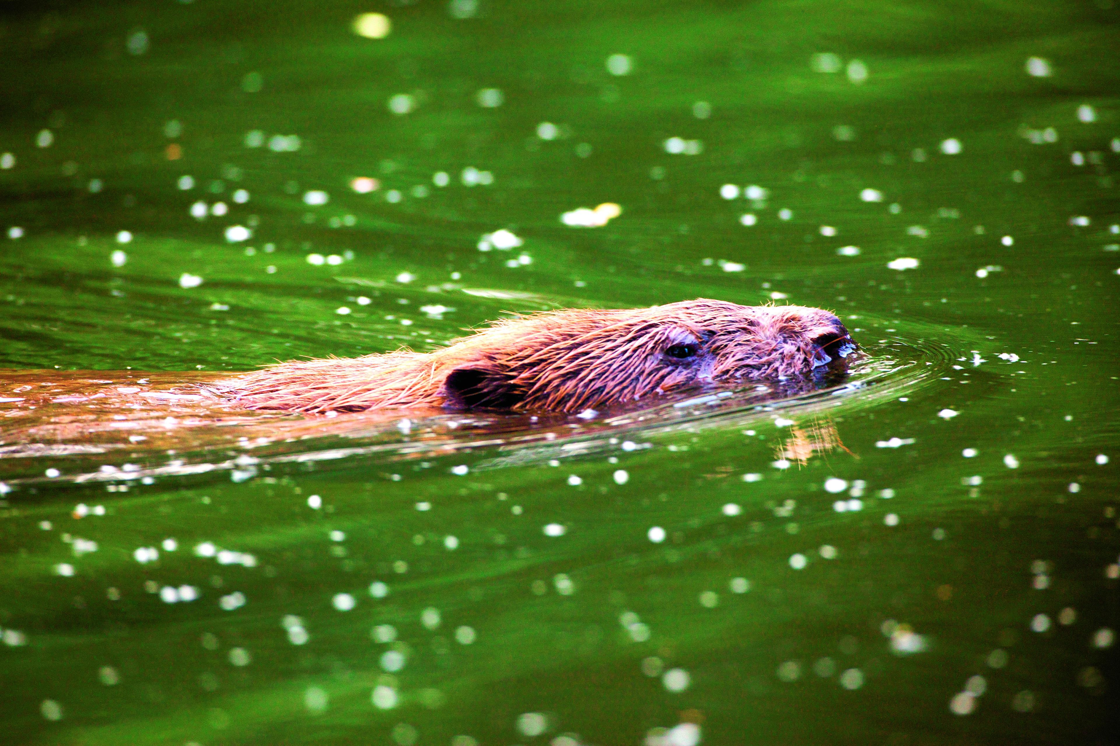 Bever