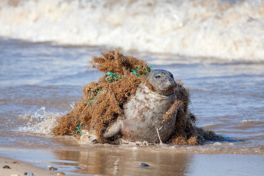 Zeehond in spooknetten op het strand