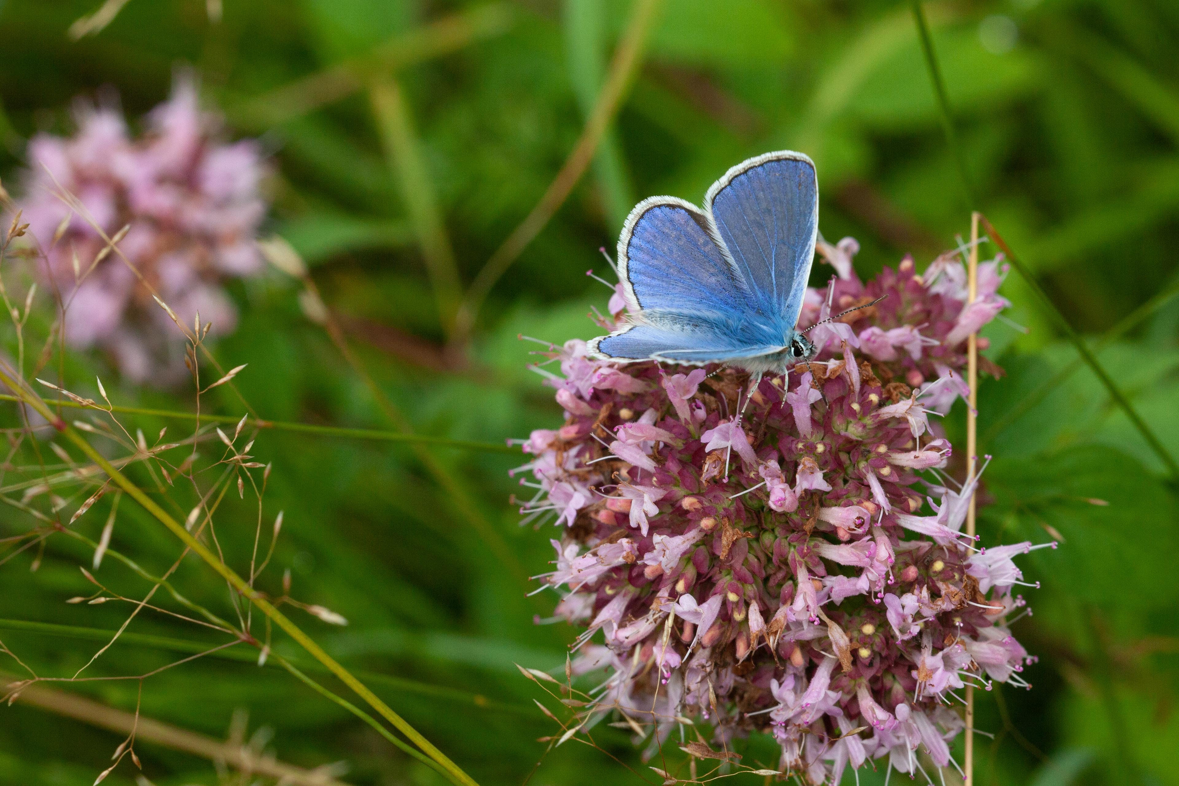 Icarusblauwtje op wilde marlojein, bloem en vlinder