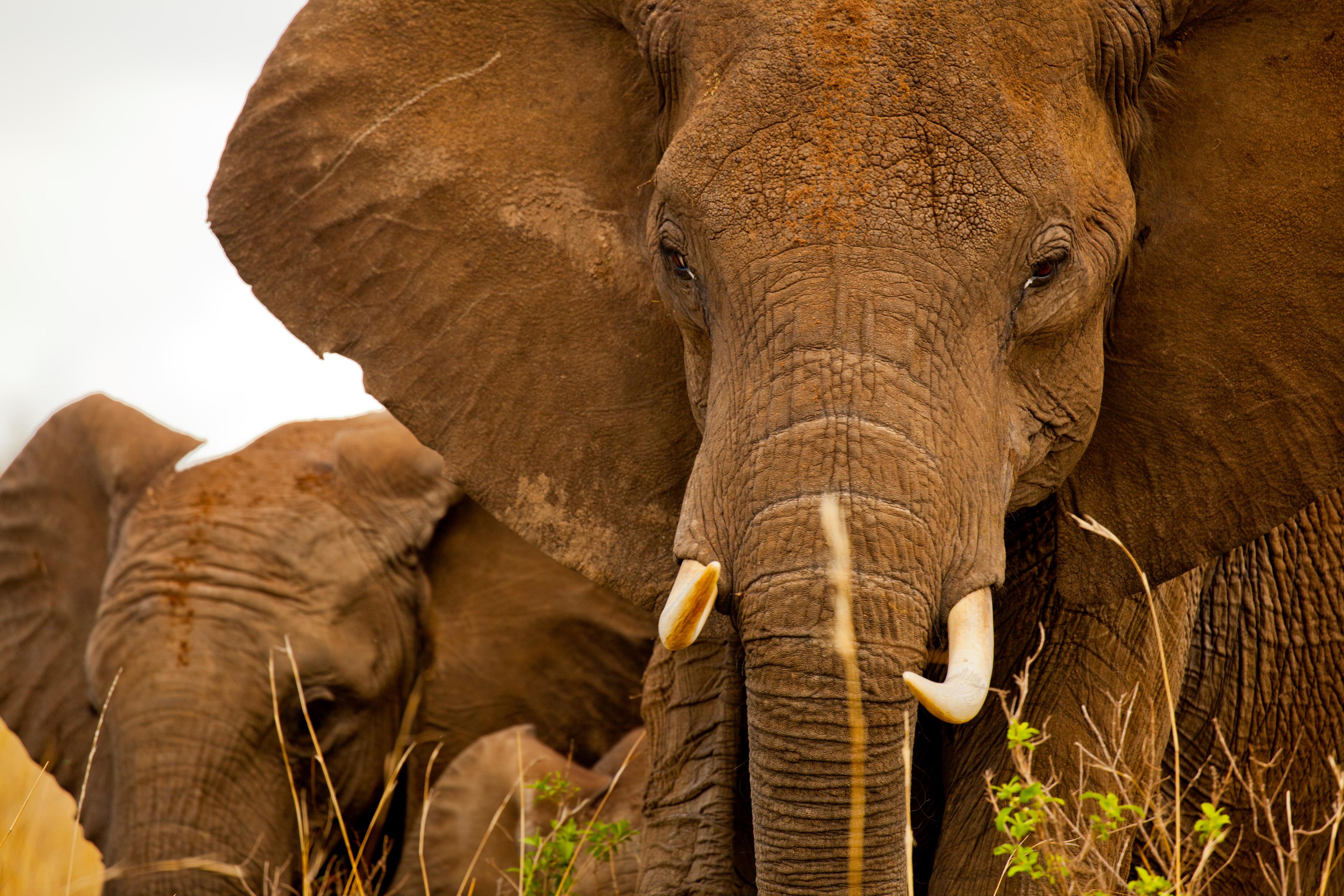 Close-up twee Afrikaanse olifanten