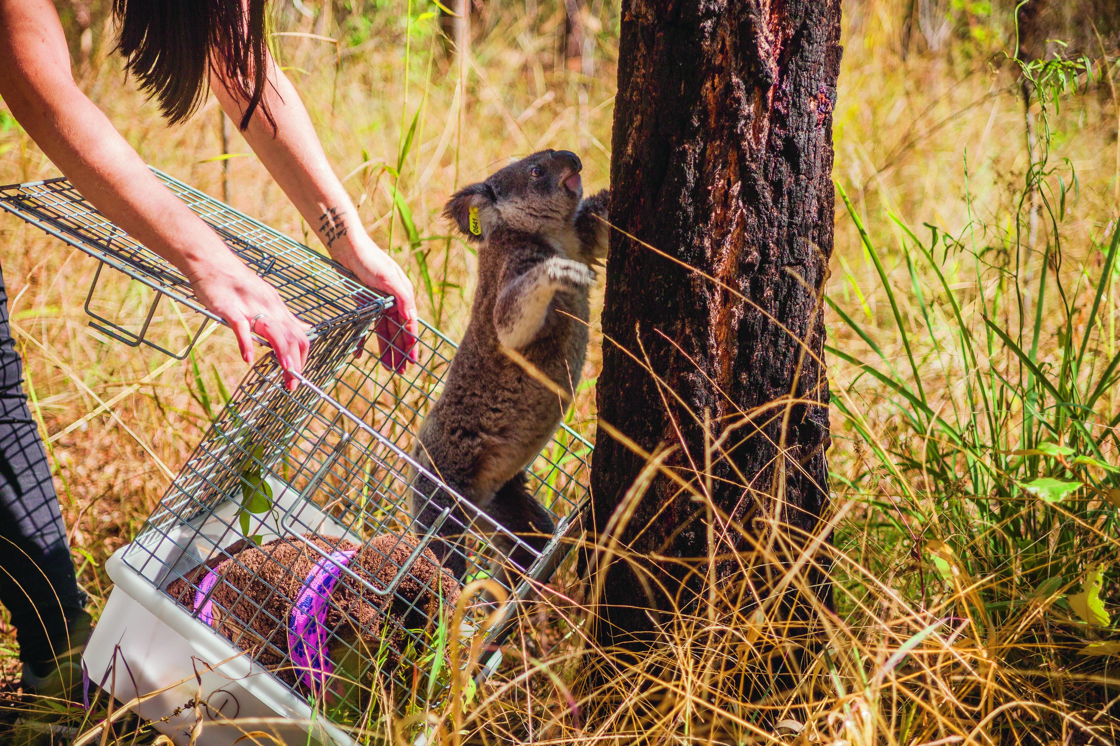 Koala wordt uitgezet op een plek vlakbij waar ze werd gevonden