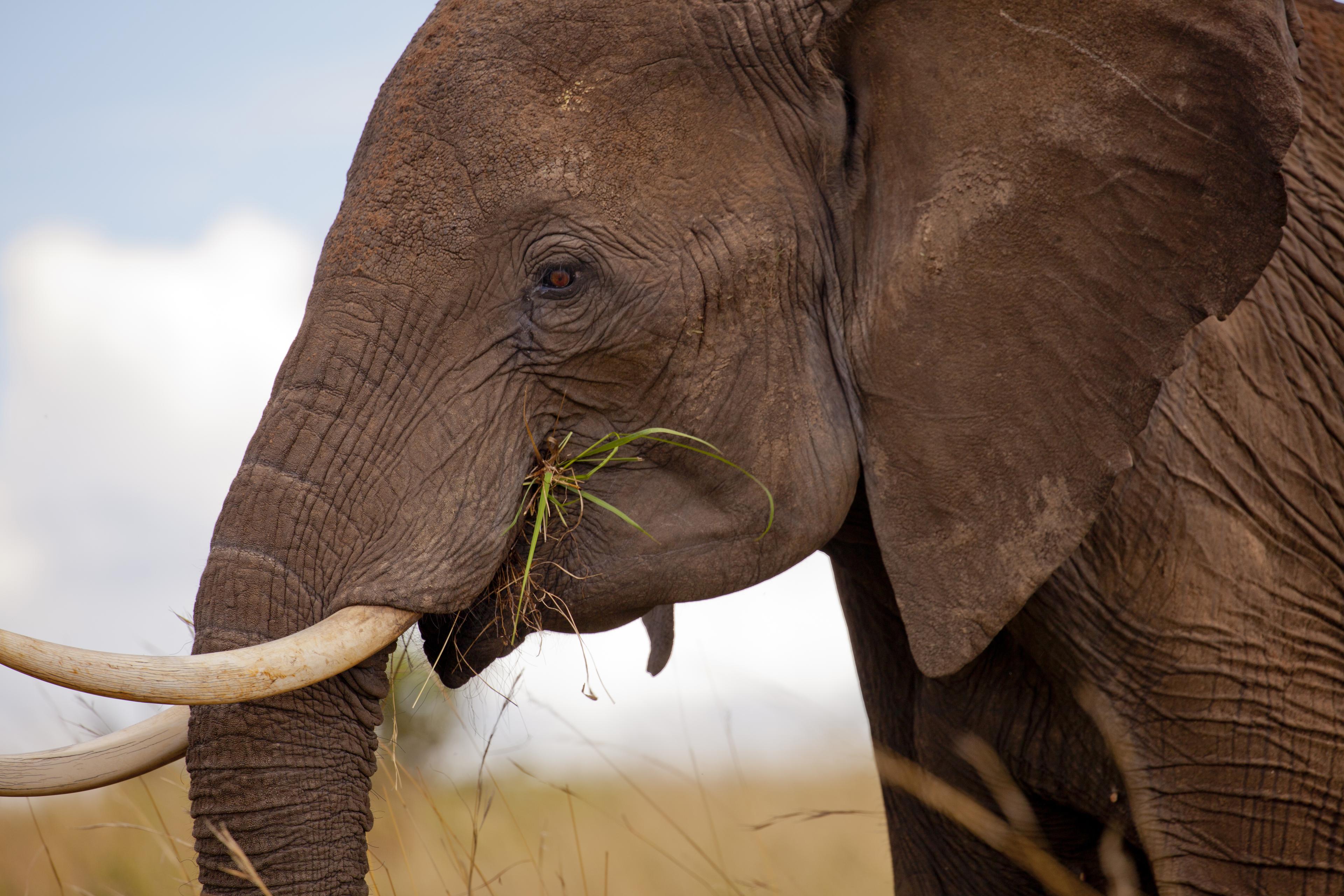 Zijaanzicht Afrikaanse olifant met gras in zijn mond