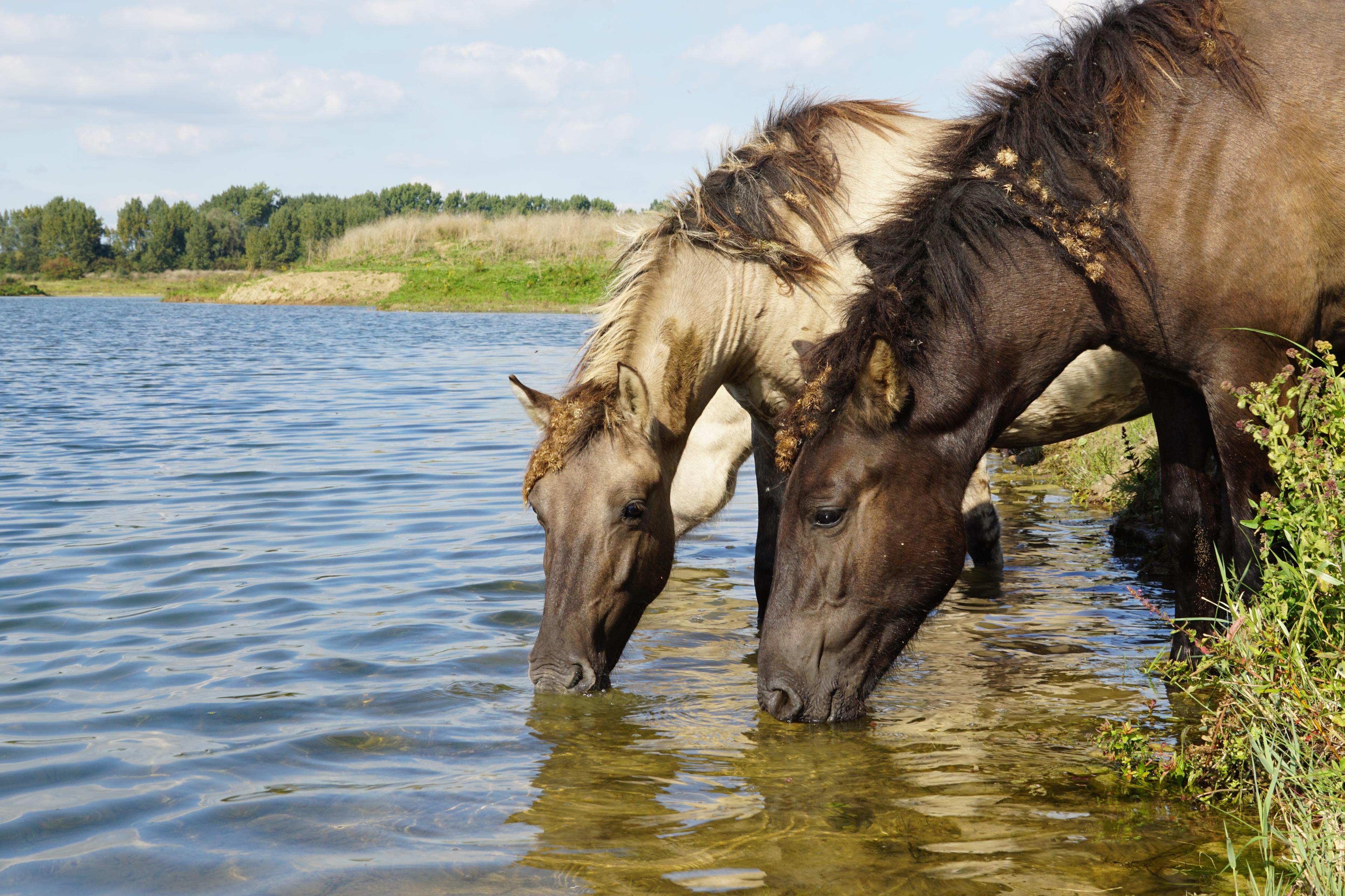 Paarden