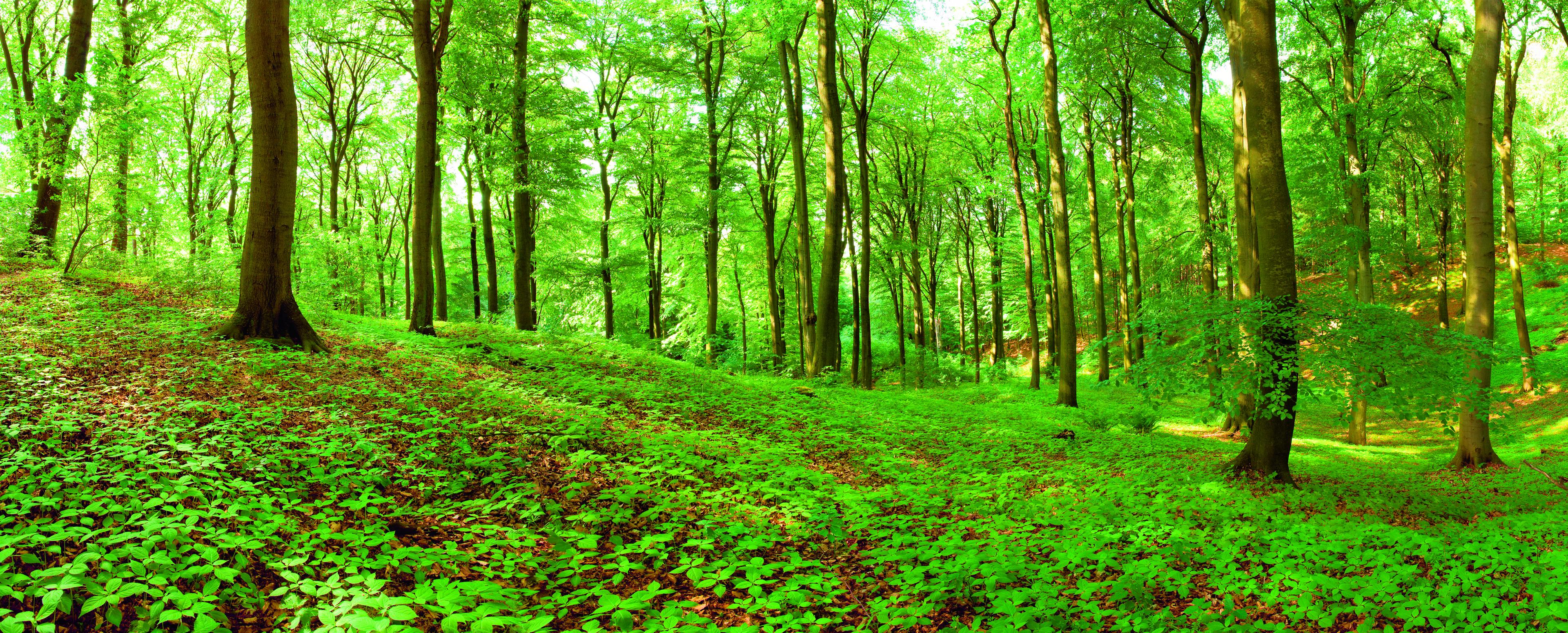 Een bos met veel groen
