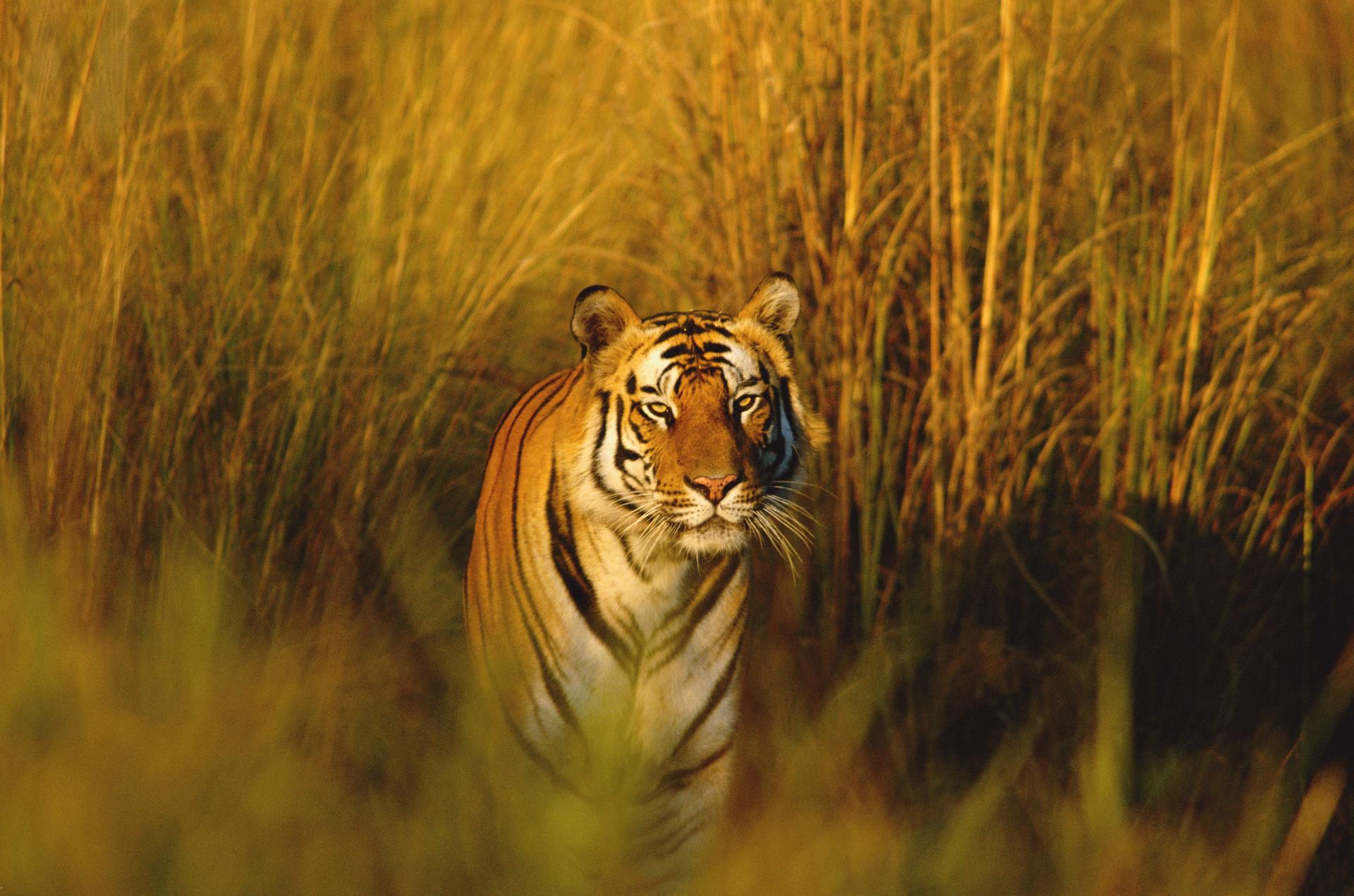 Bengaalse tijger in het gras