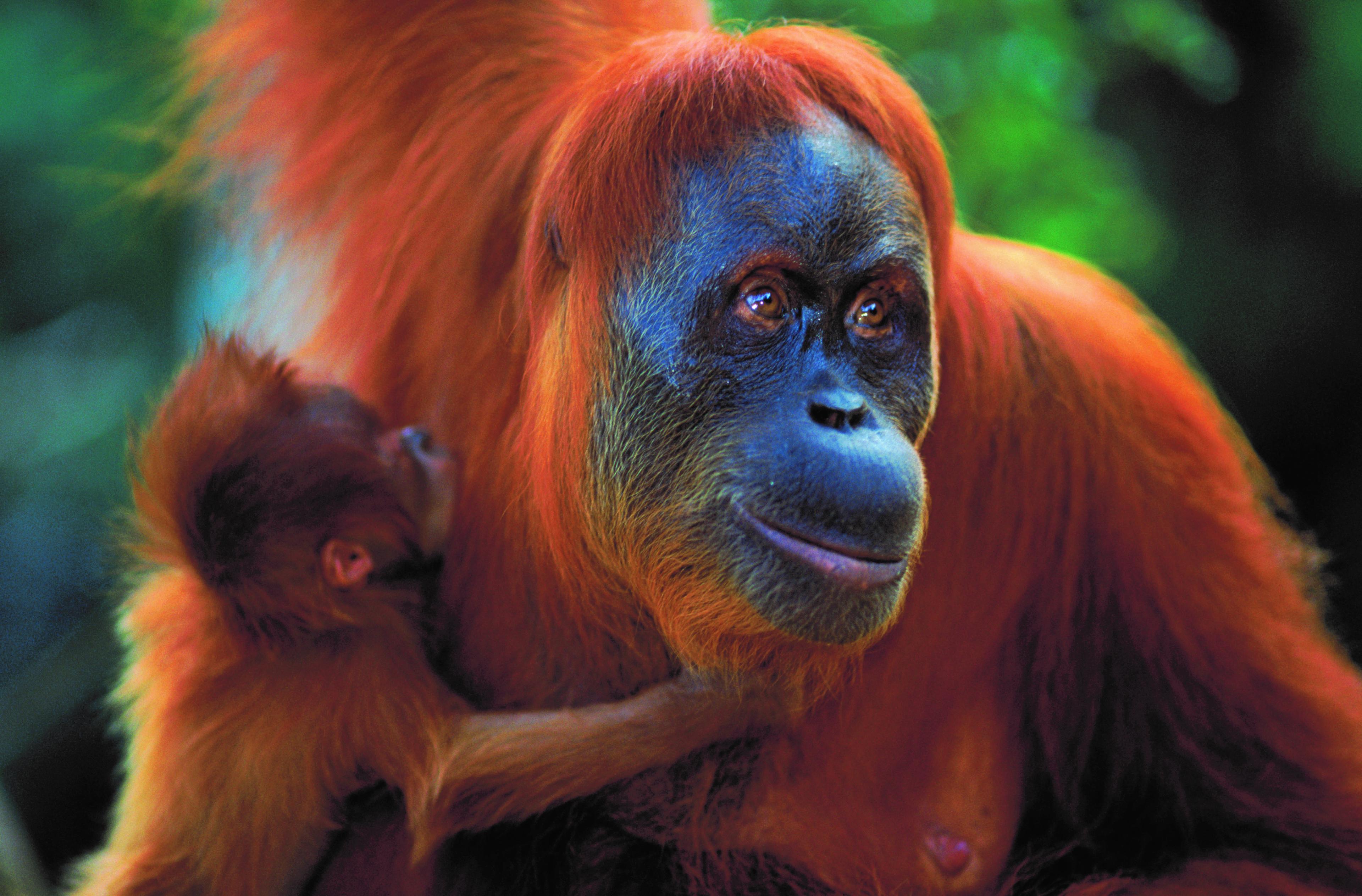 Close-up orang-oetan met baby