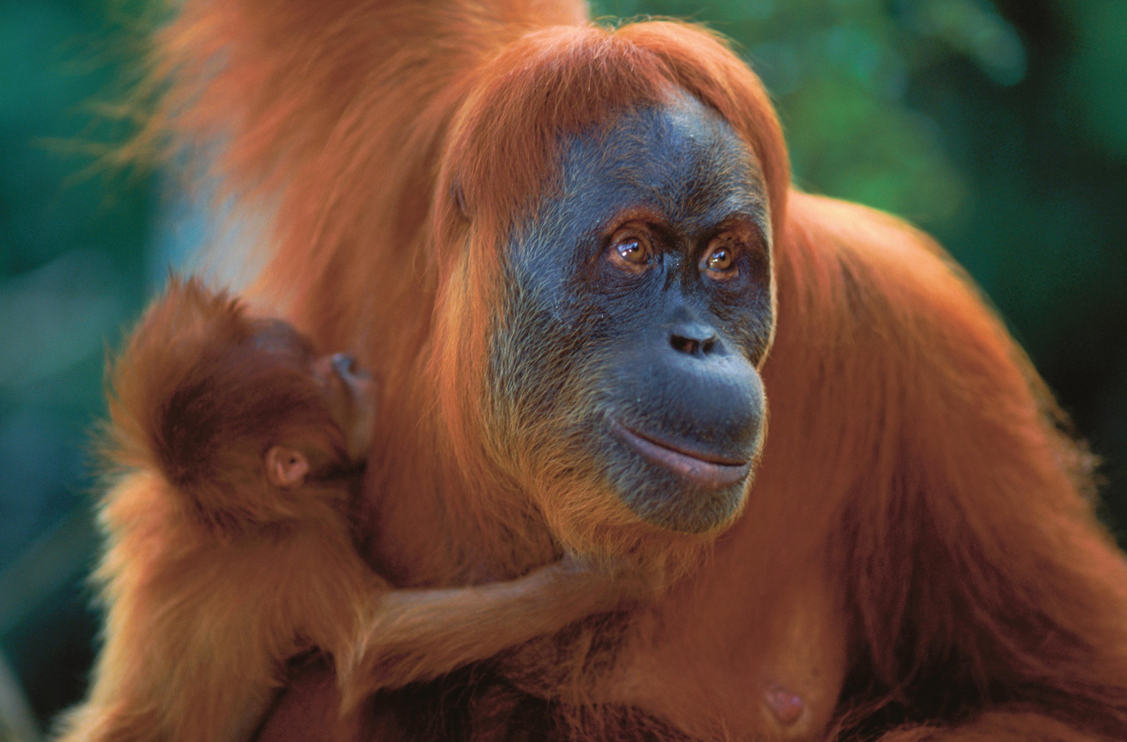 Borneo, Sumatra en Papoea