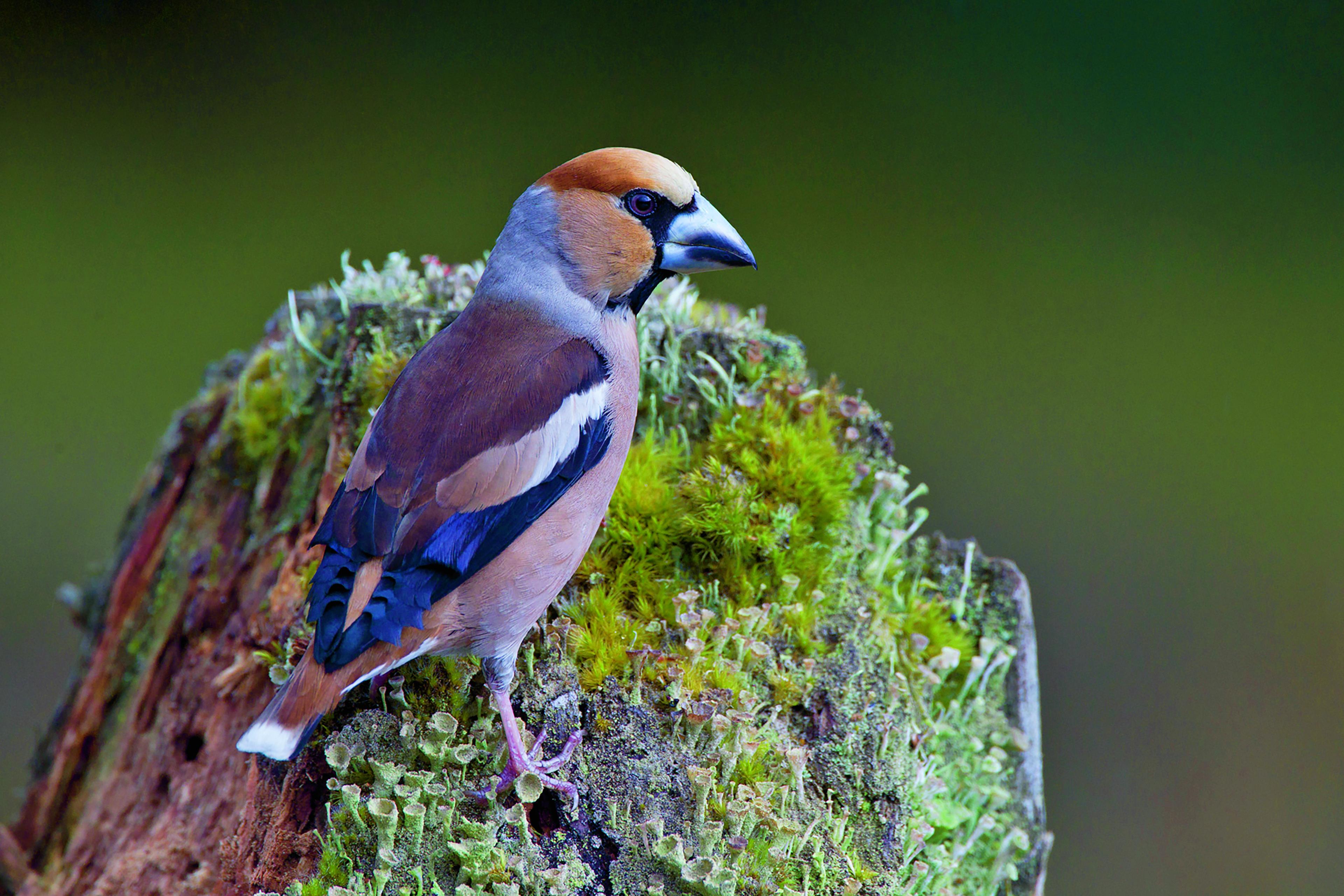 Appelvink