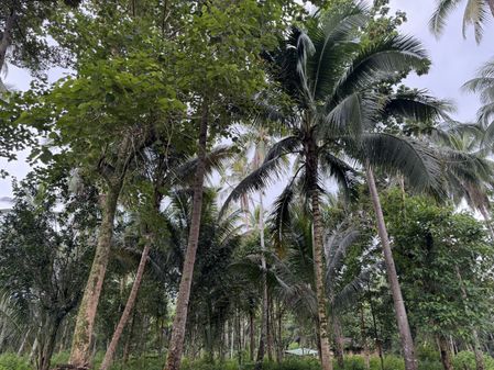coconut trees in the Philippines