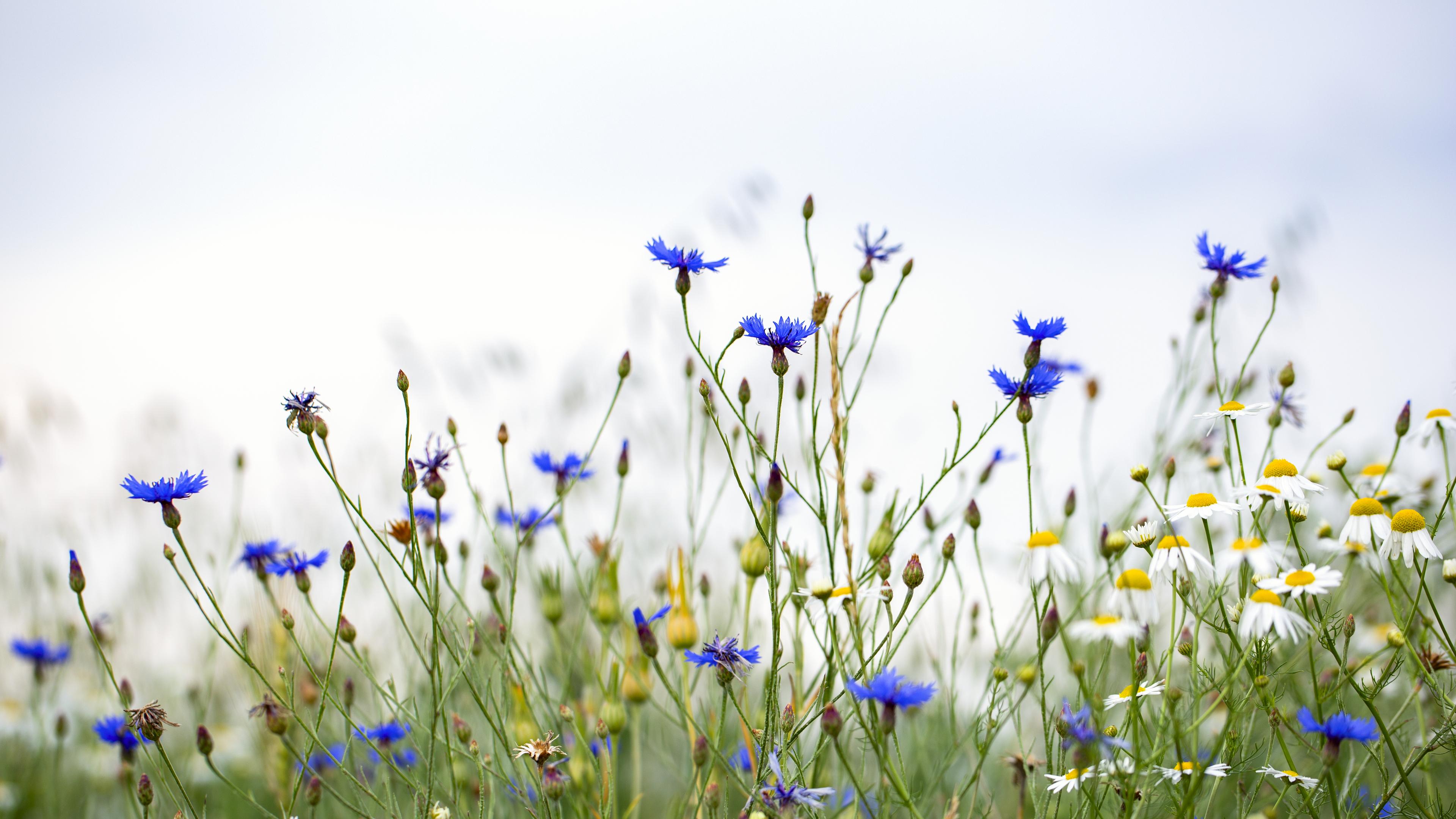 Bloemetjes in het veld
