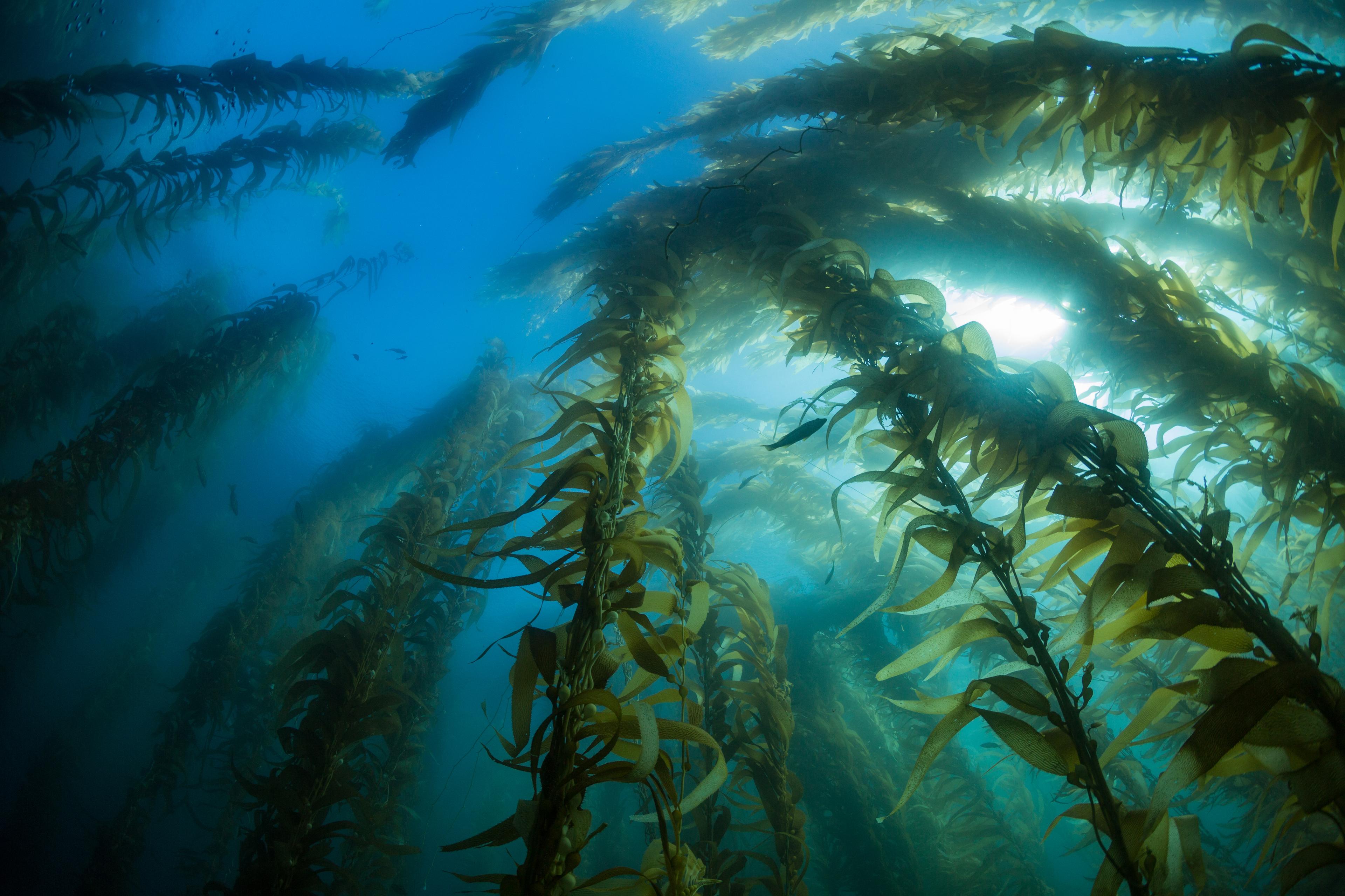 Kelp