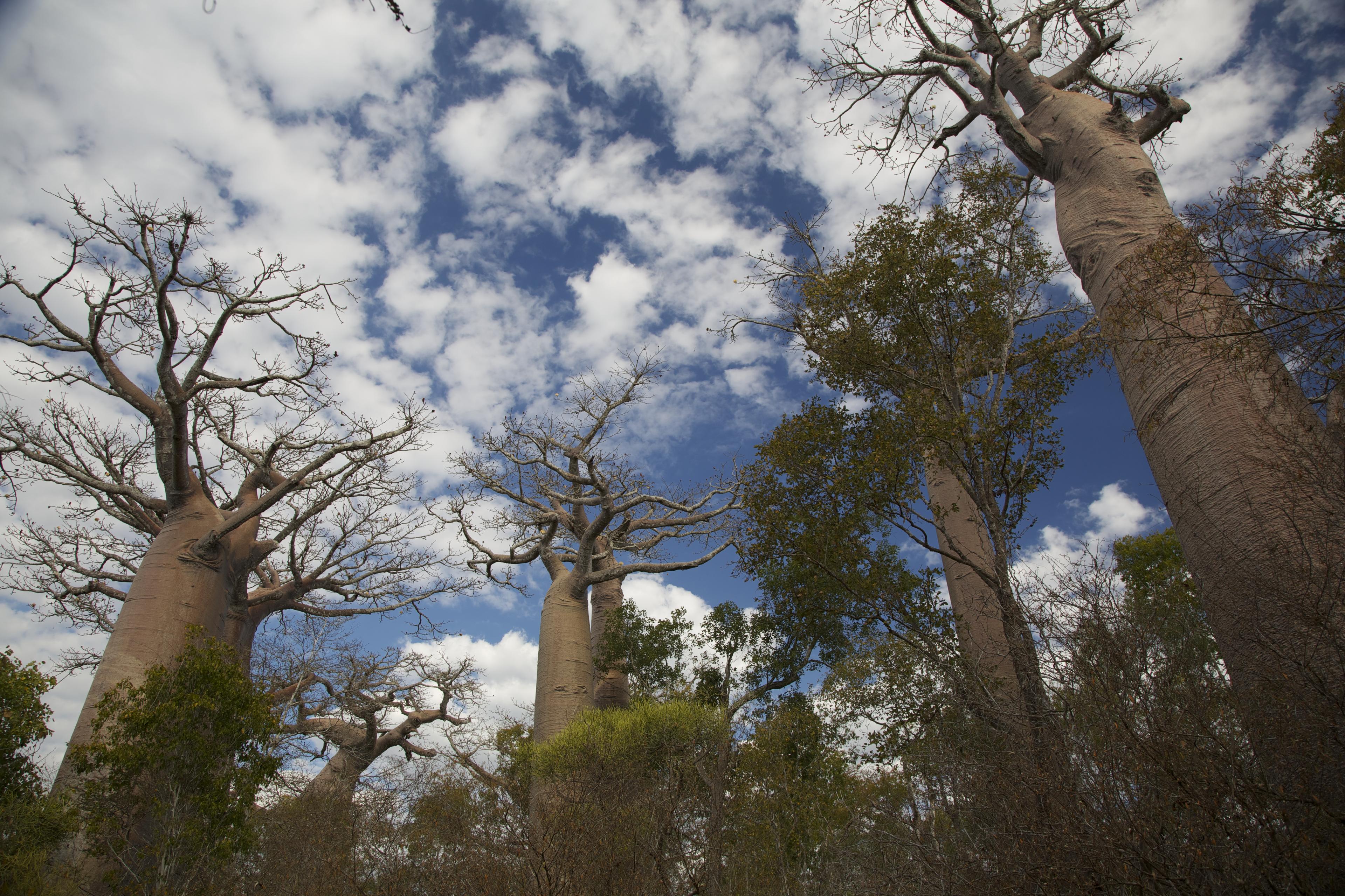 Baobab-bos