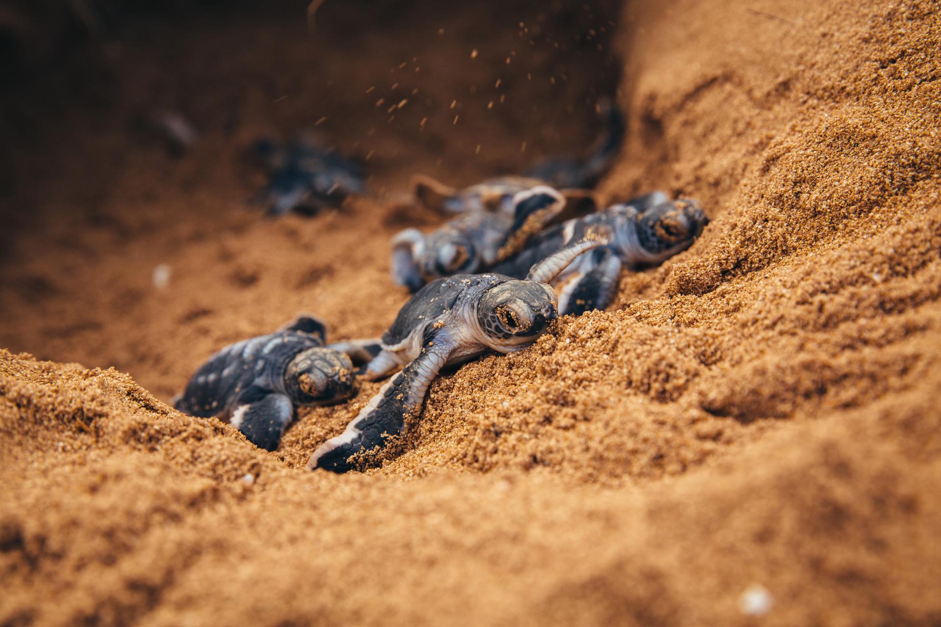Groene zeeschildpadden in Kenia