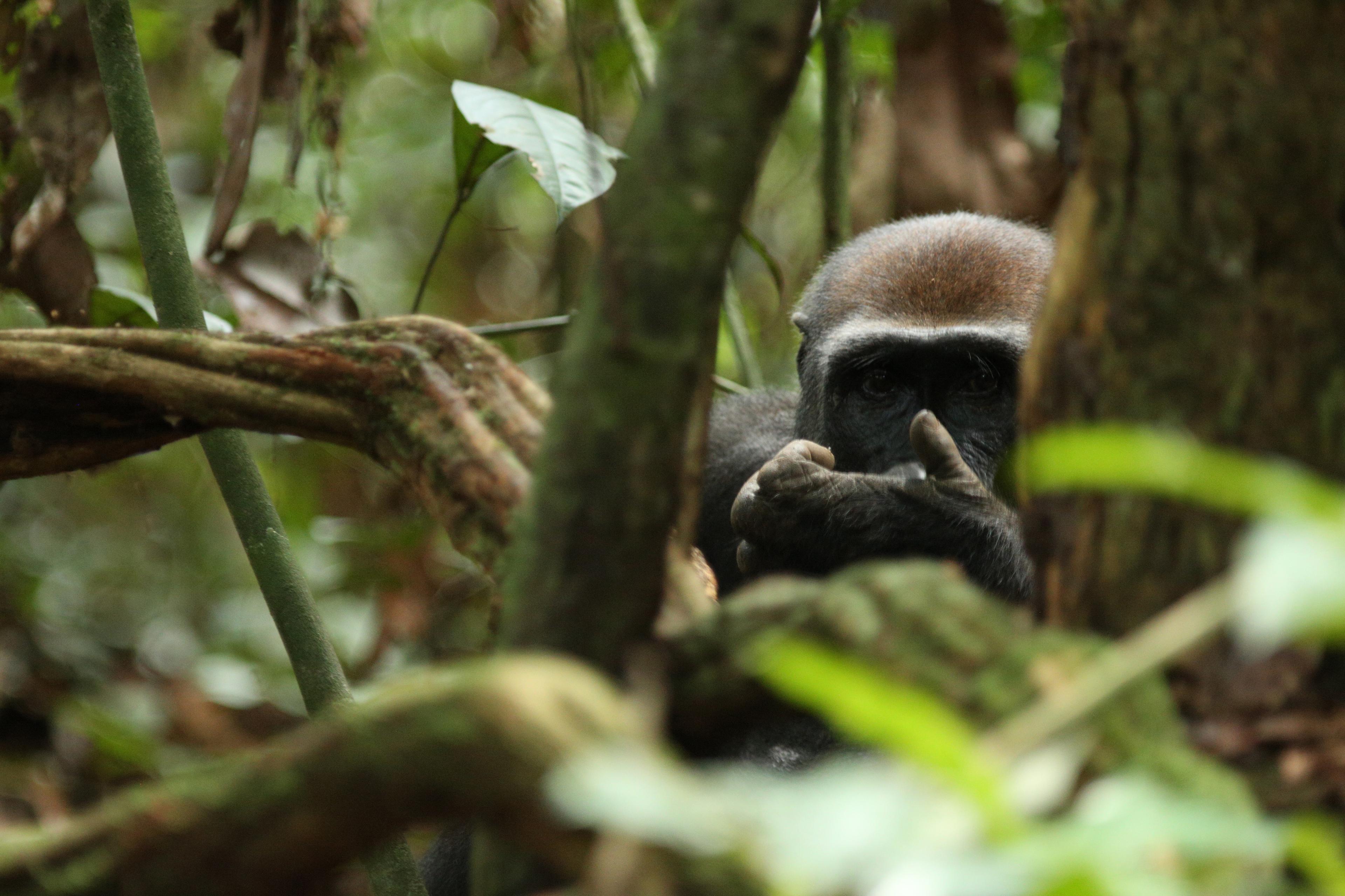 Gorilla